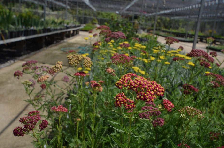 Arboretum to Host Plant Sale Just for Us UC Davis