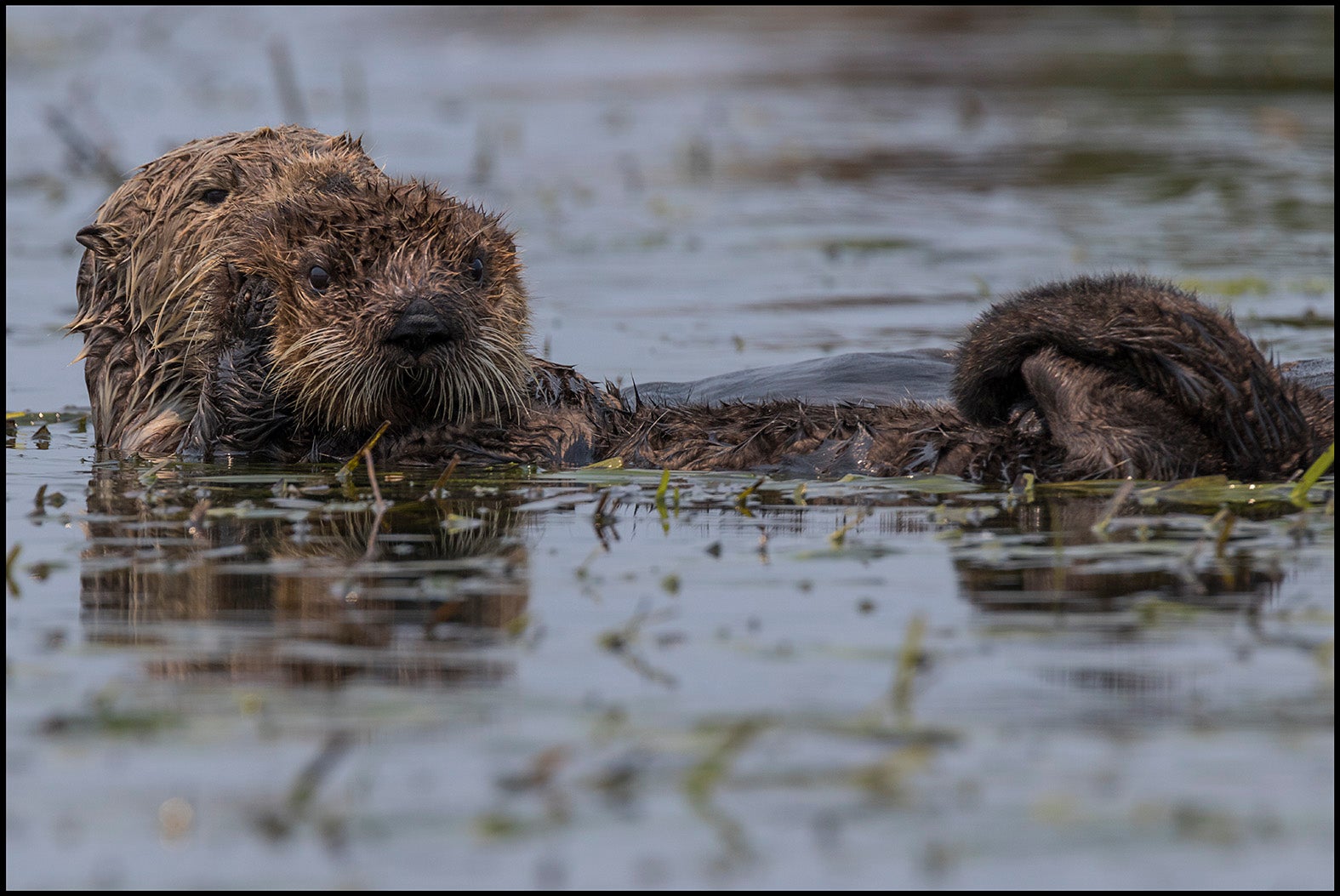 Southern sea otter and its baby in Moss Landing, California.