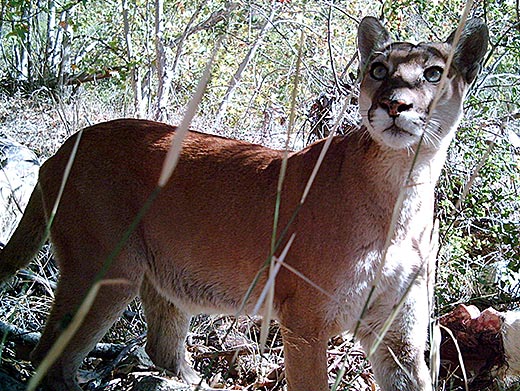 Mountain lion looking up