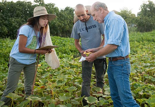 UC Davis Student Farm