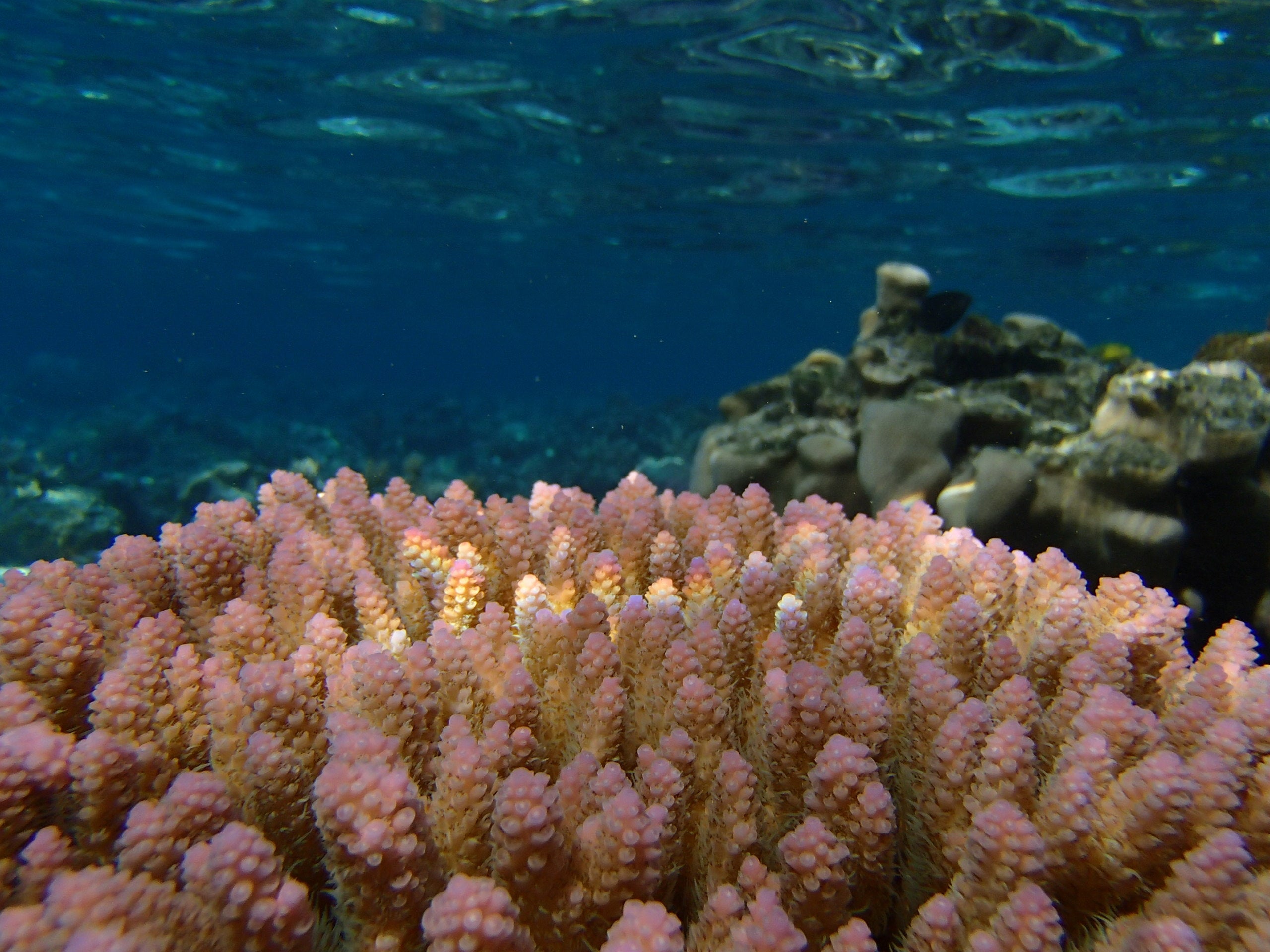 Can Corals Adapt to Climate Change? UC Davis Can Corals Adapt to Climate Change? UC Davis