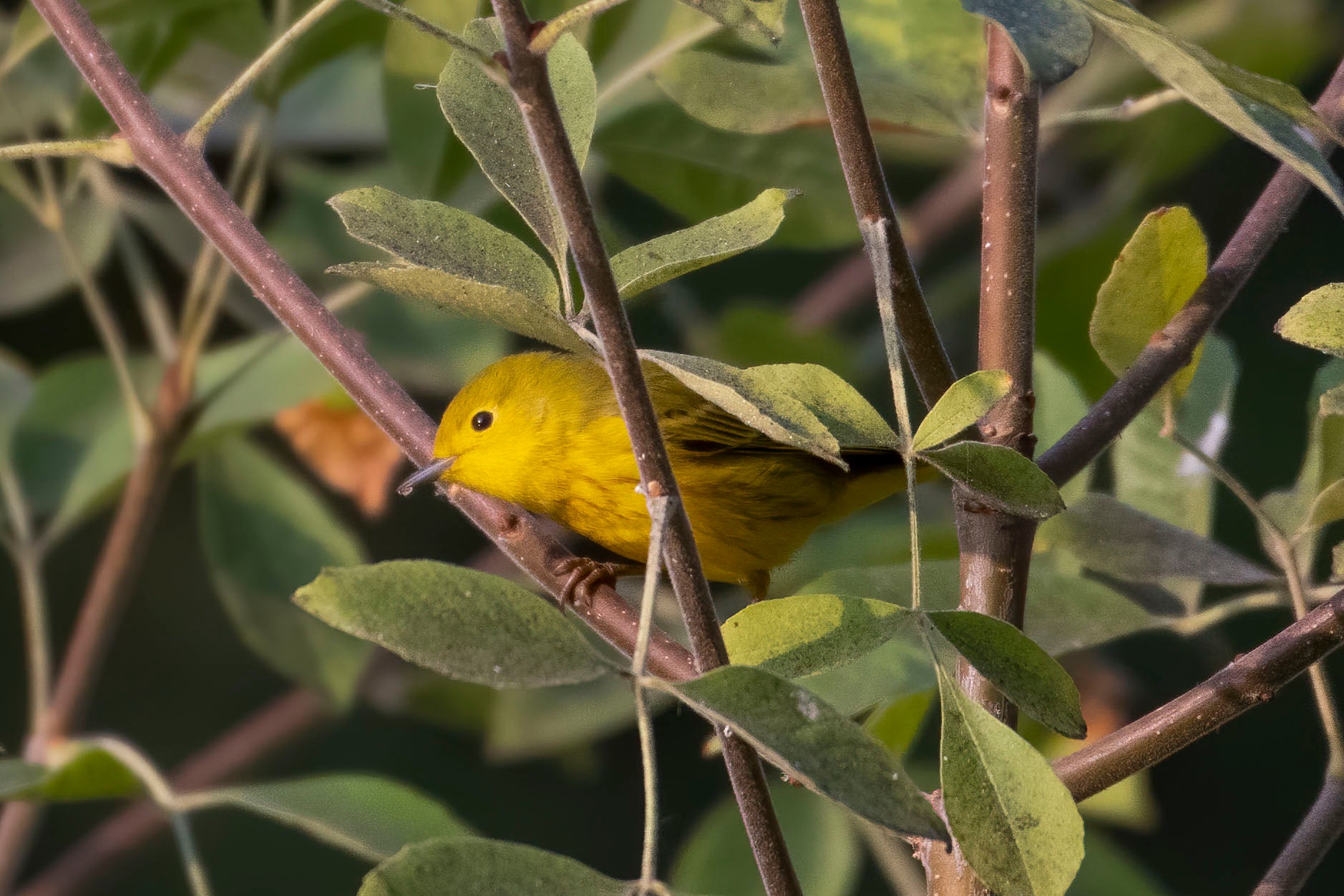 Migratory Birds Track Climate Across the Year - Vimarsana News