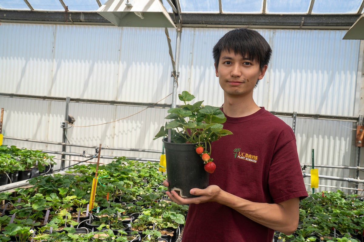 A study holds a strawberry plant at UC Davis. 