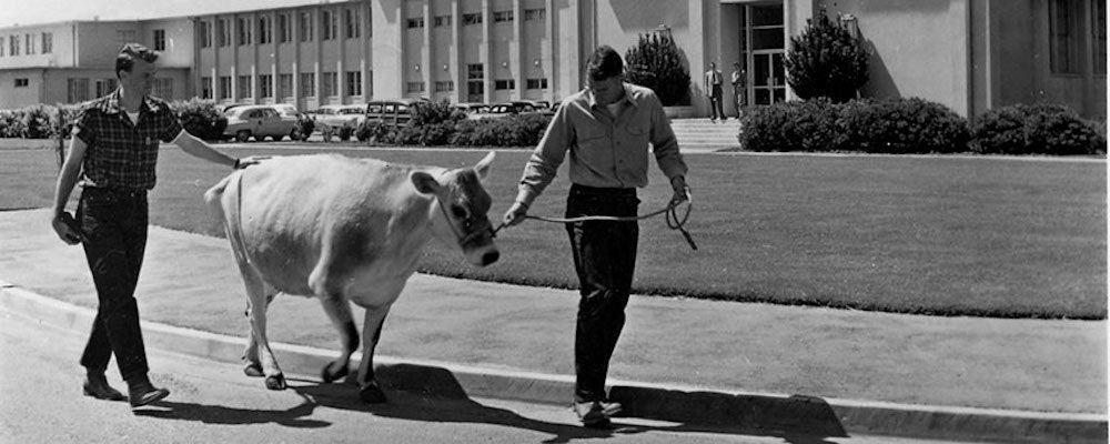 Students lead a cow around campus. 