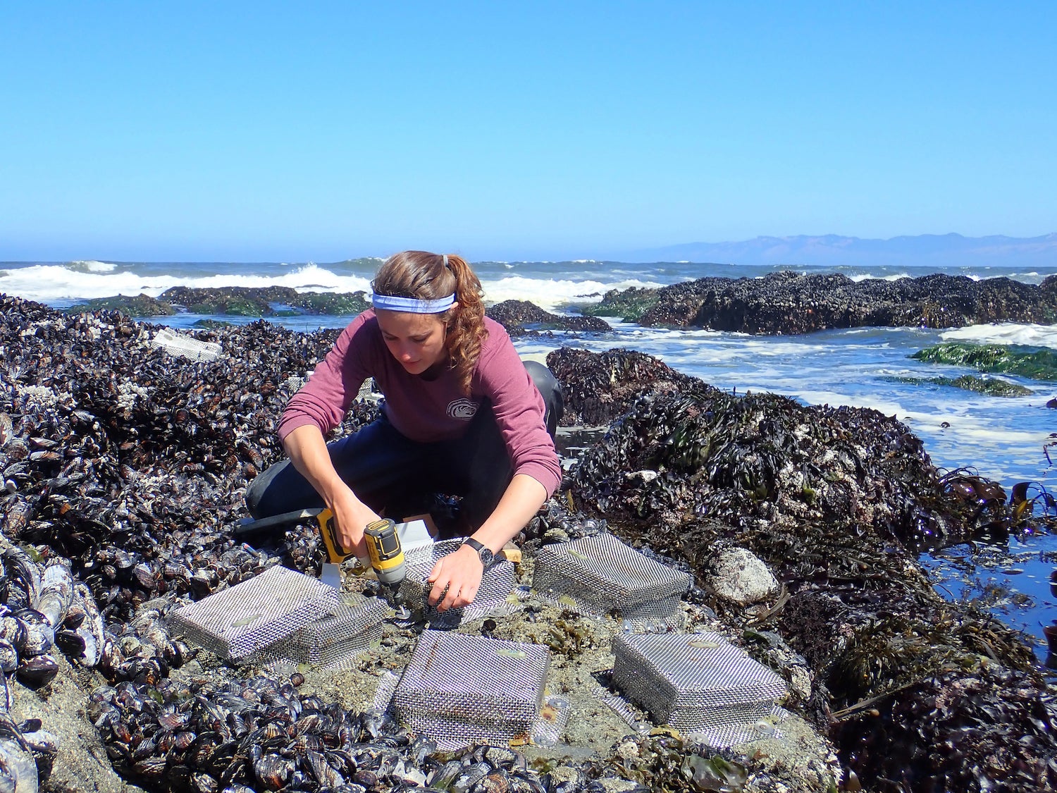 Graduate student Emily Longman traps mussel-eating snails in coastal California