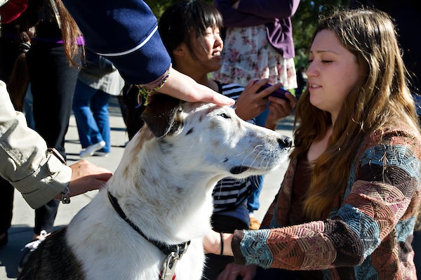 Multi-colored dog received attention from young woman 
