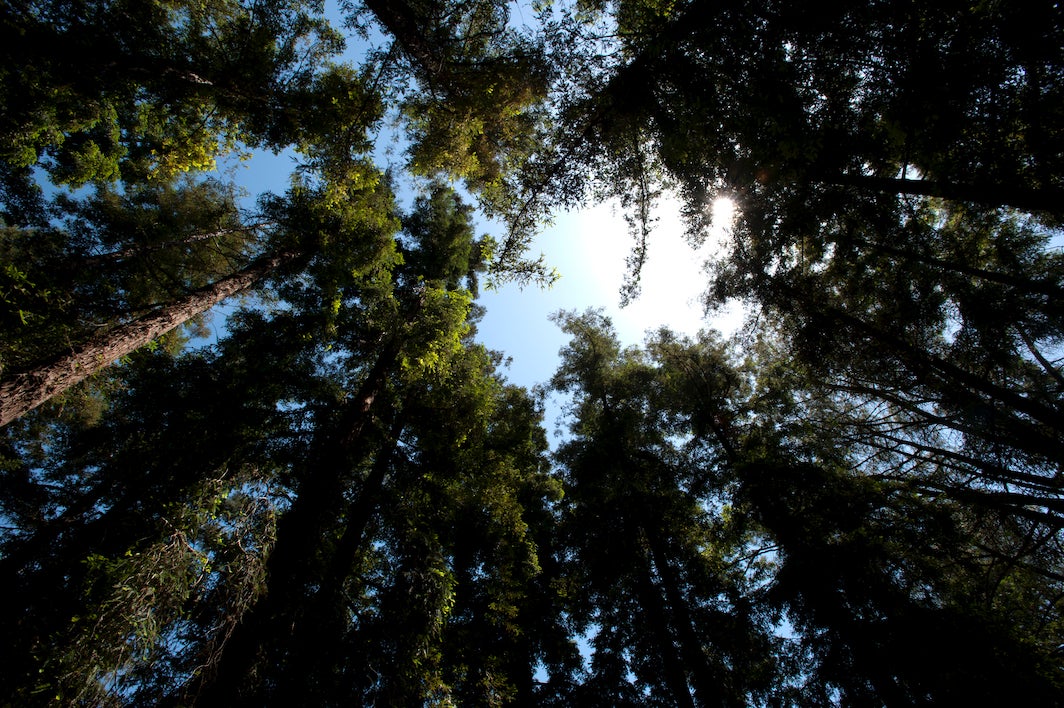 Sun peeks through canopy of redwood trees in the UC Davis Arboretum