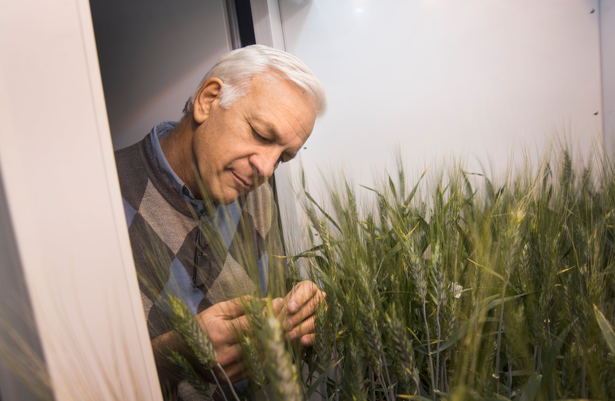 Man inspects straws of wheat