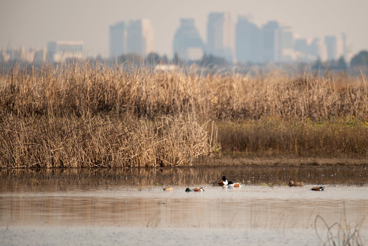 water fowl float in Yolo Bypass water with Sacramento skyline in background