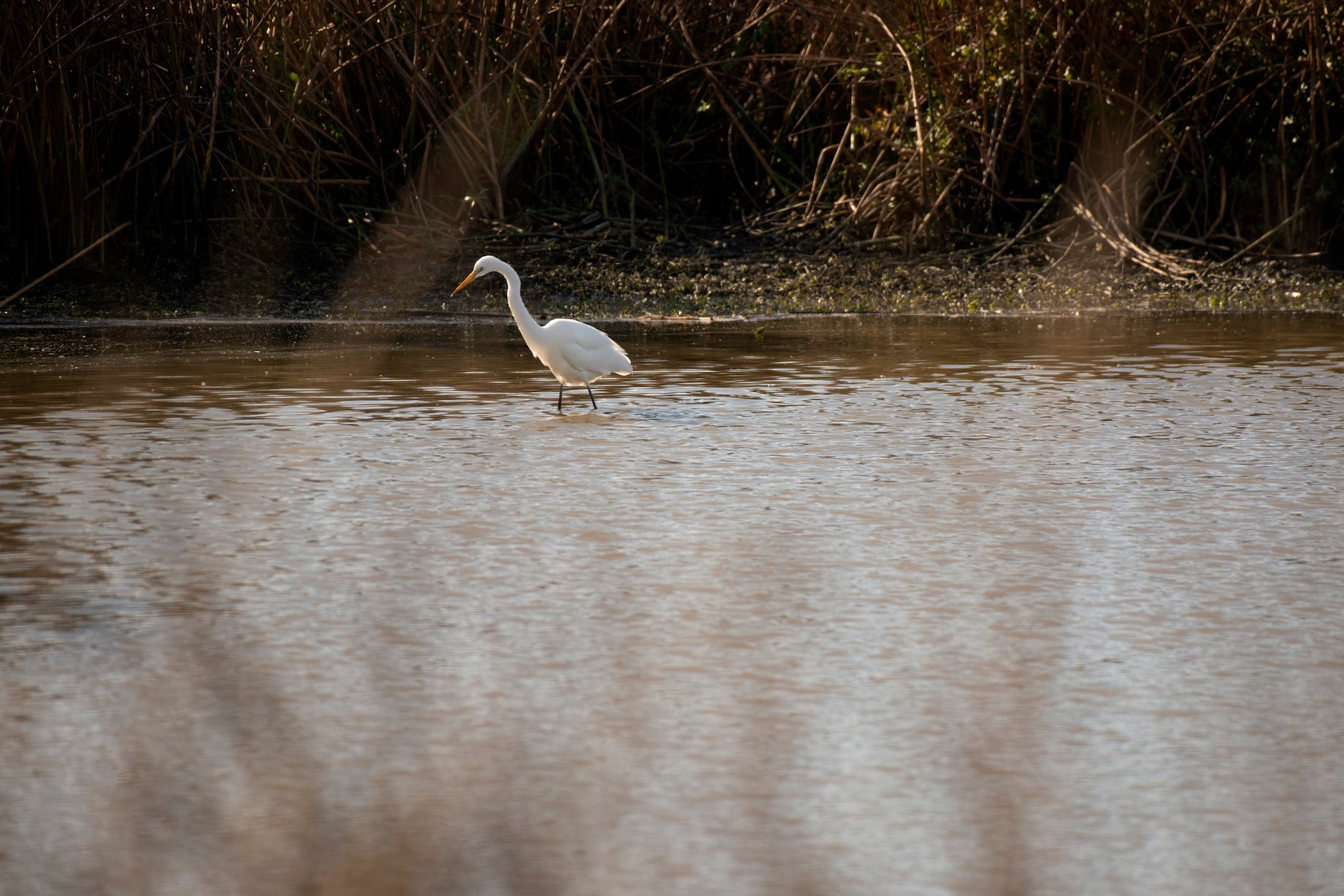 white egret in wetland
