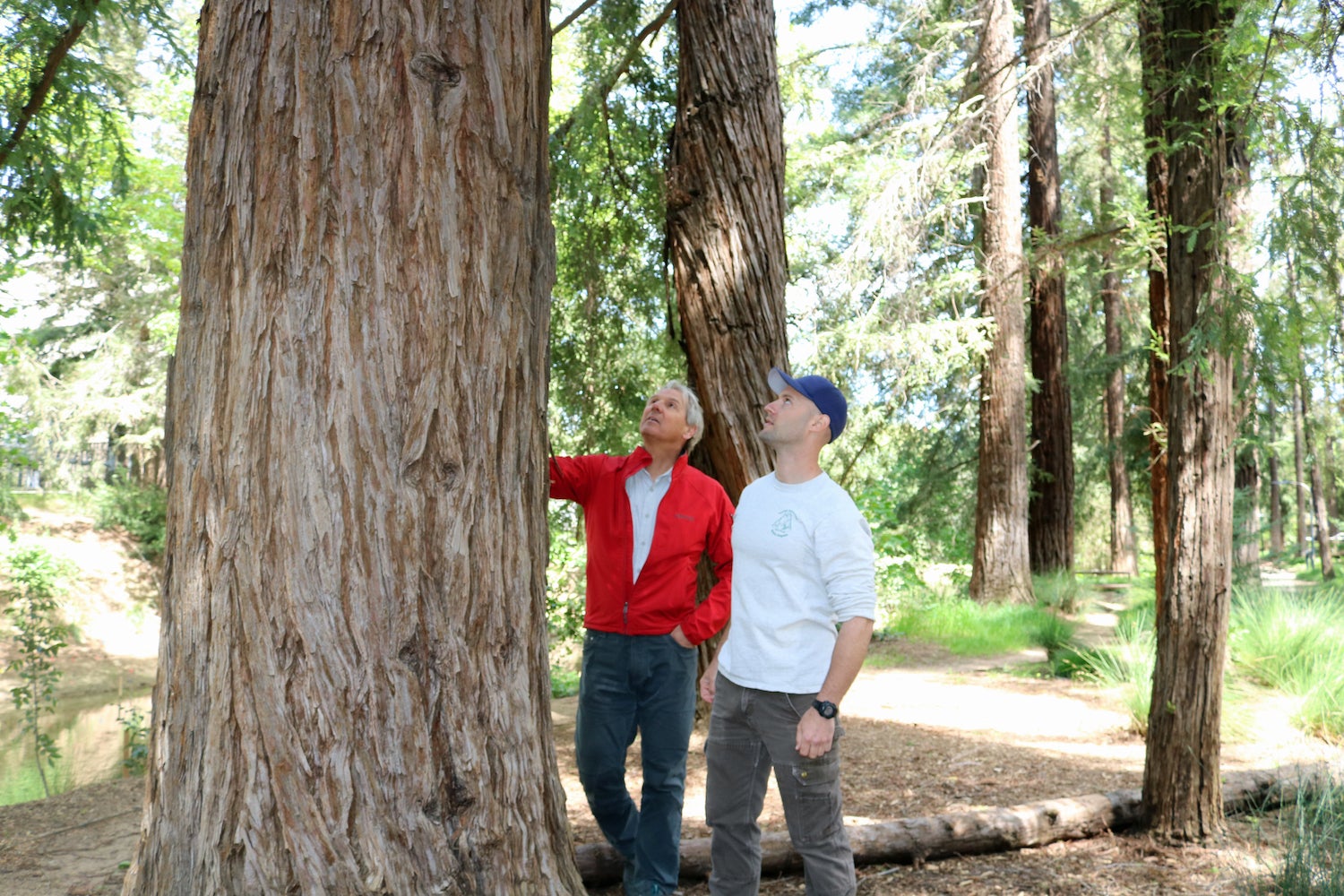 Two men, one in jacket and other in white shirt, stare up at redwood tree