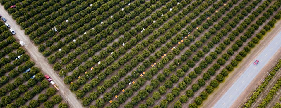citrus greening aerial shot