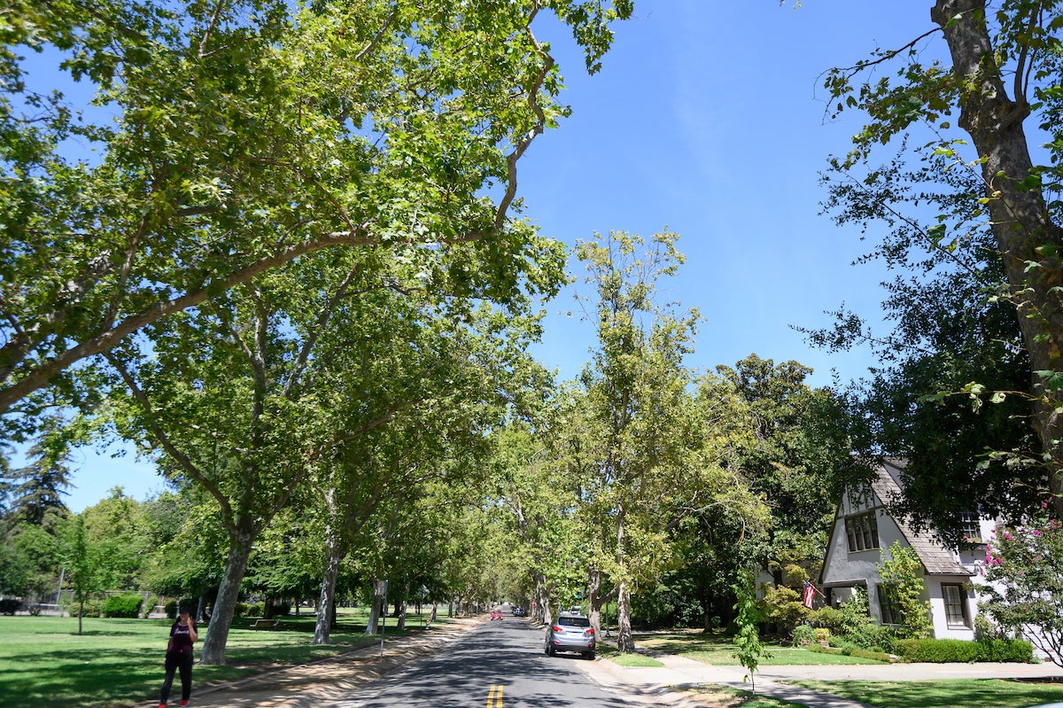 Trees cast shade over a street in Sacramento's Land Park neighborhood