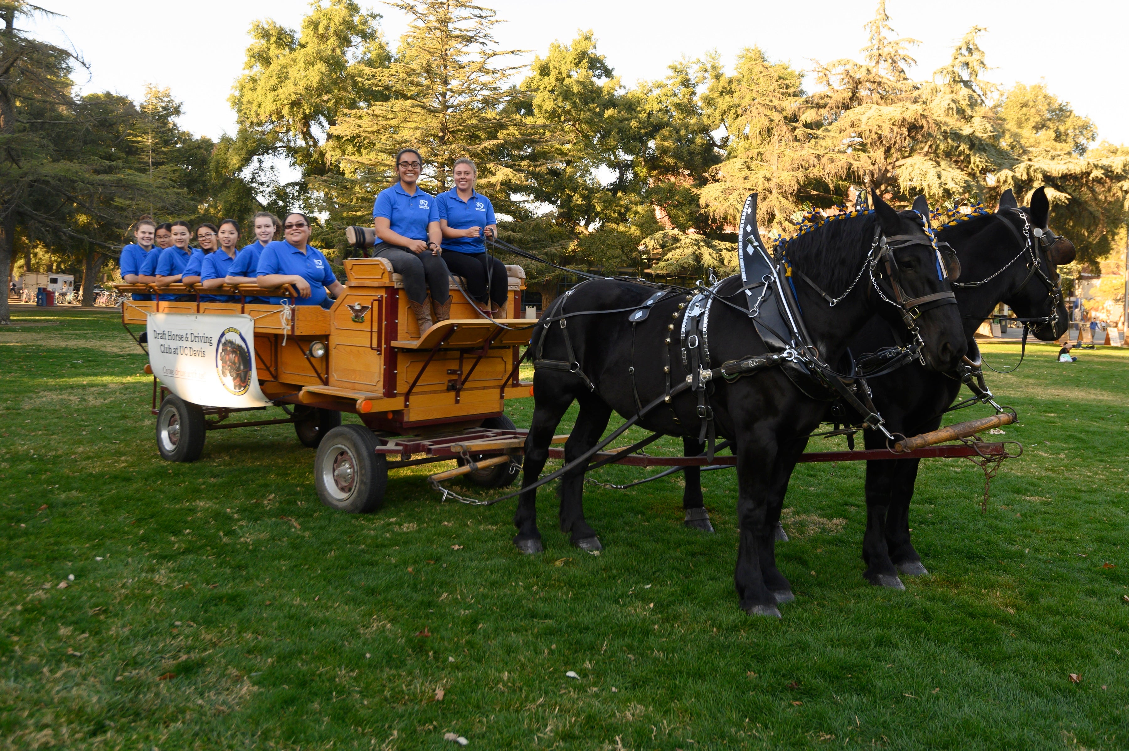 Draft Horse and Driving club teams pose for a holiday photo shoot on the quad. 
