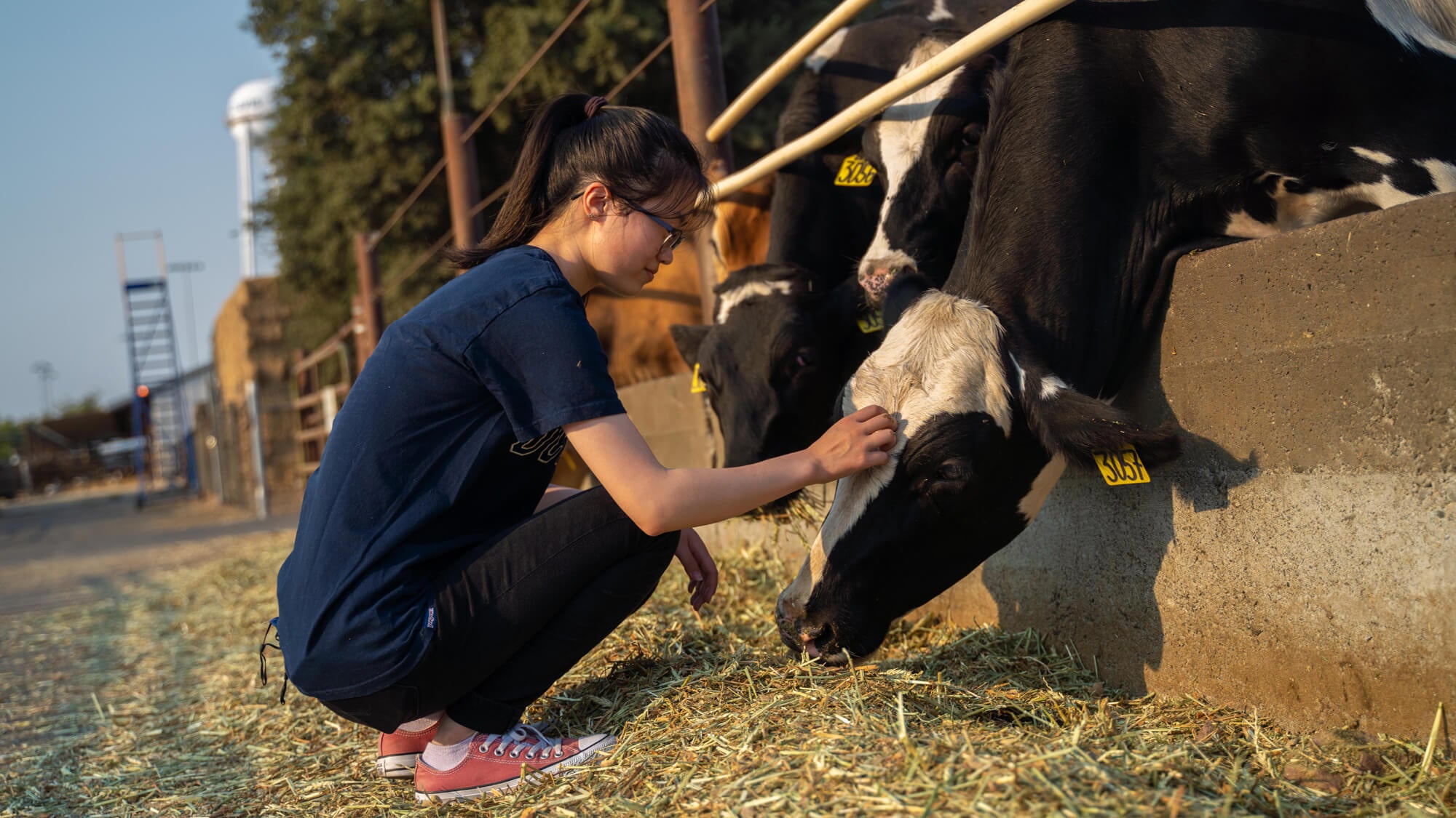 A student in a dark blue t-shirt and glasses crouches to pet black and white dairy cows behind a fence at UC Davis.