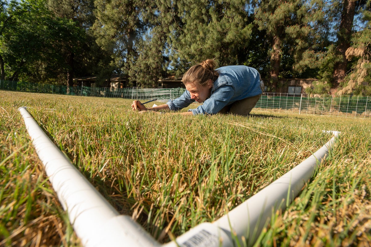 Woman scientist takes measurements in plot of grass framed by pvc pipe.
