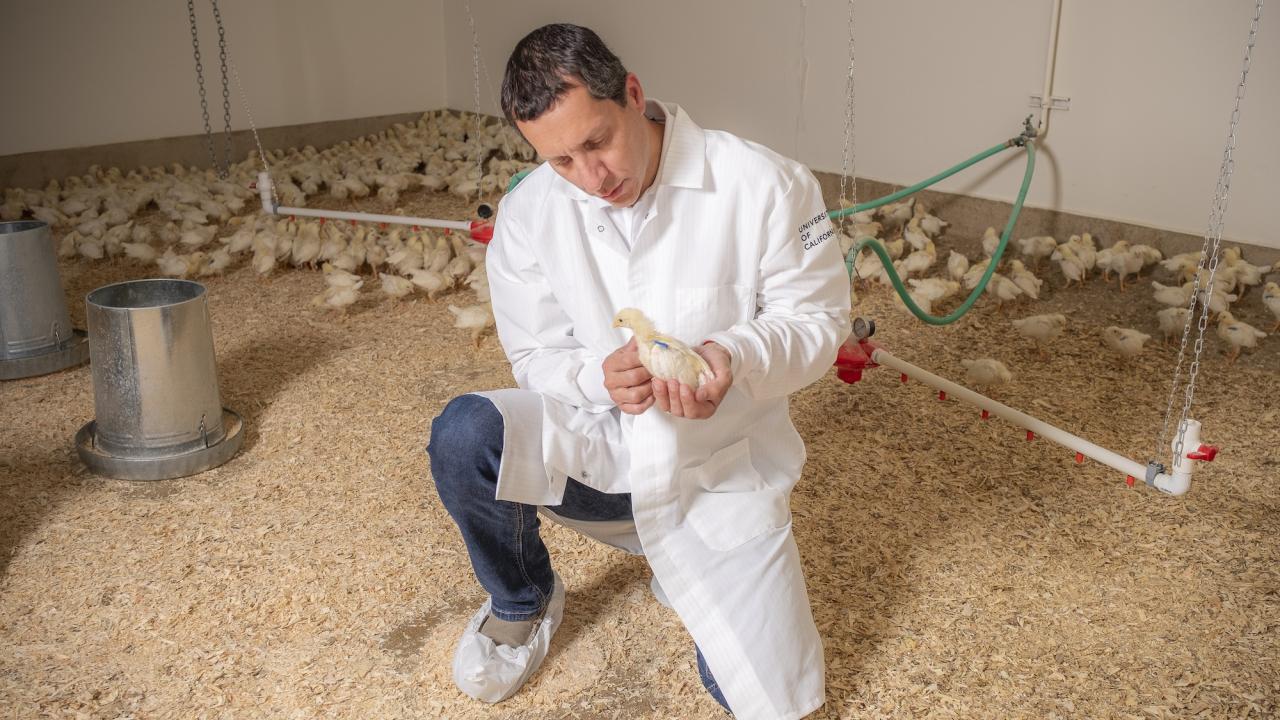 UC Davis poultry veterinarian Rodrigo Gallardo kneels while examining a chicken with other chickens in background.