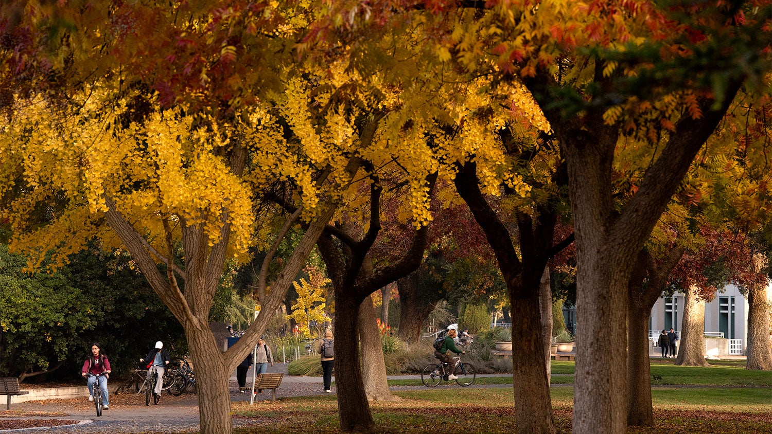 Students navigate the vibrant pathways of Mrak Hall adorned with the fall season's palette in Dec. 2023. (Greg Urquiaga/UC Davis)