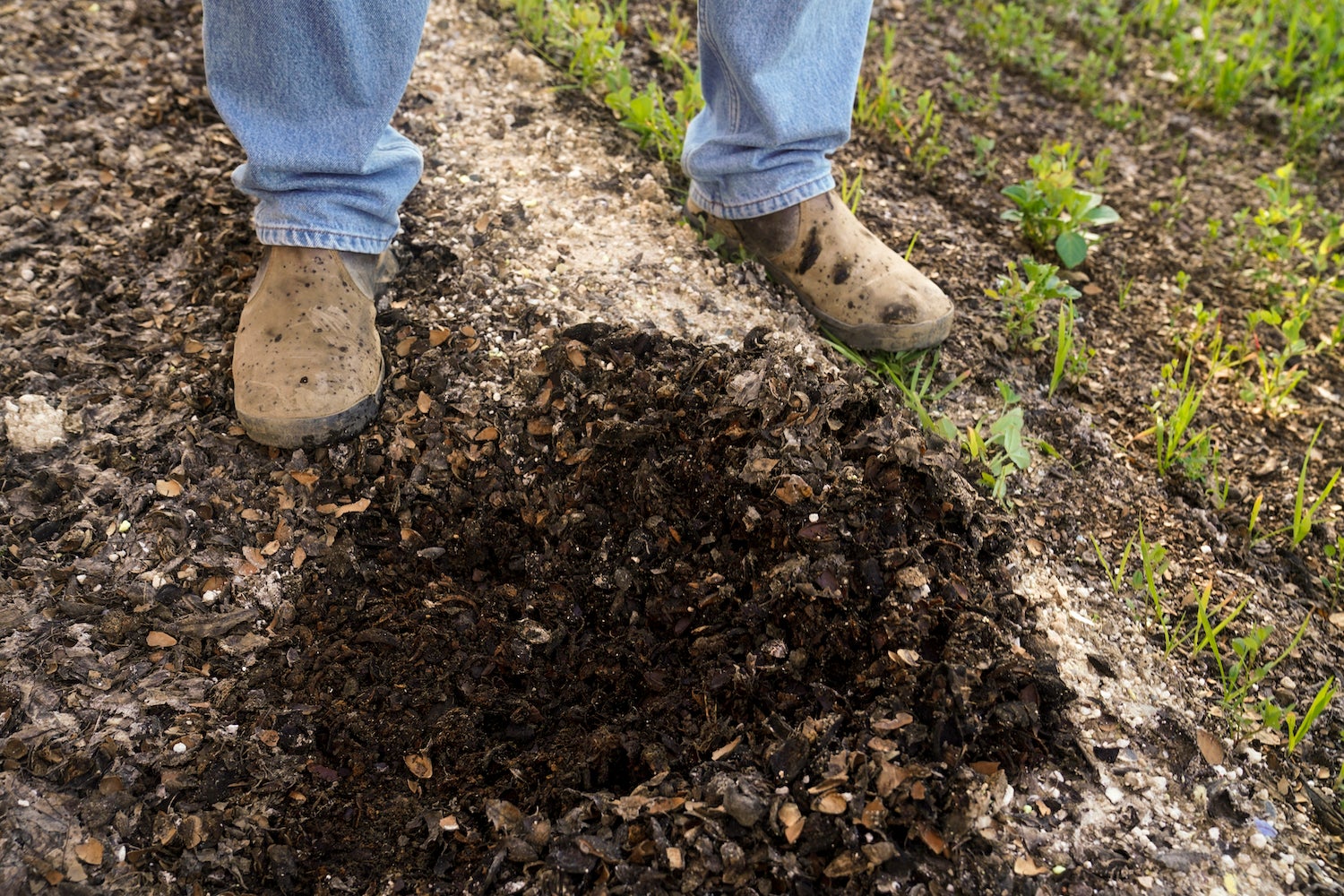 Beneath Kirk Pumphrey's feet is almond mulch. He has kicked the top layer off to reveal dark, moist soil underneath the mulch. (Karin Higgins/UC Davis)