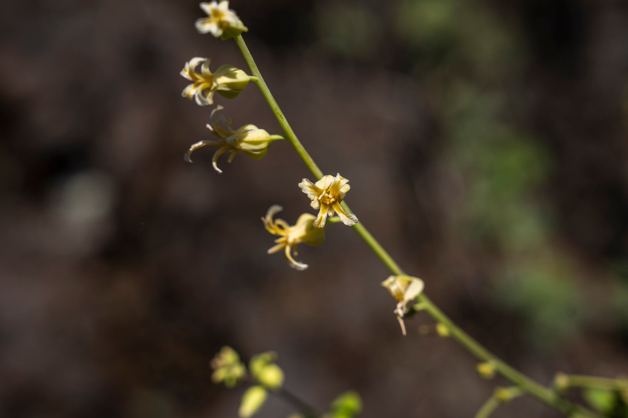 Delicate slender stem of the small yellow mountain jewelflower against a blurred dark background