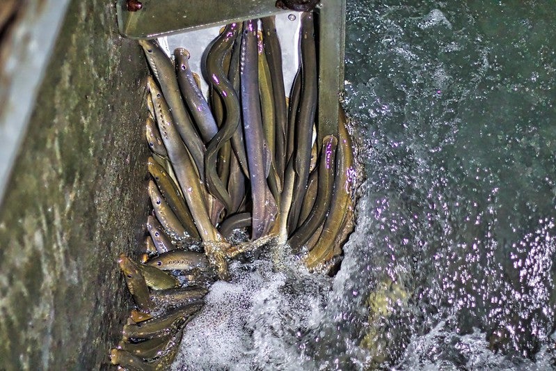 group of lamprey caught in fish ladder in river