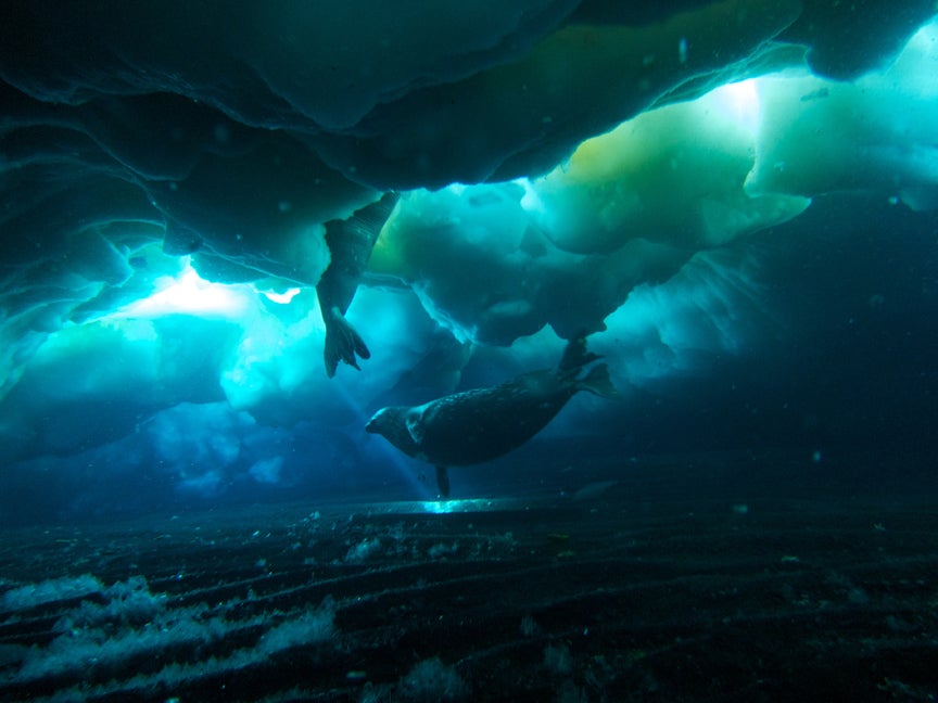 Two seals swim under the ice in Antarctica in a sea of light and dark blues. (Rob Robbins, NSF)