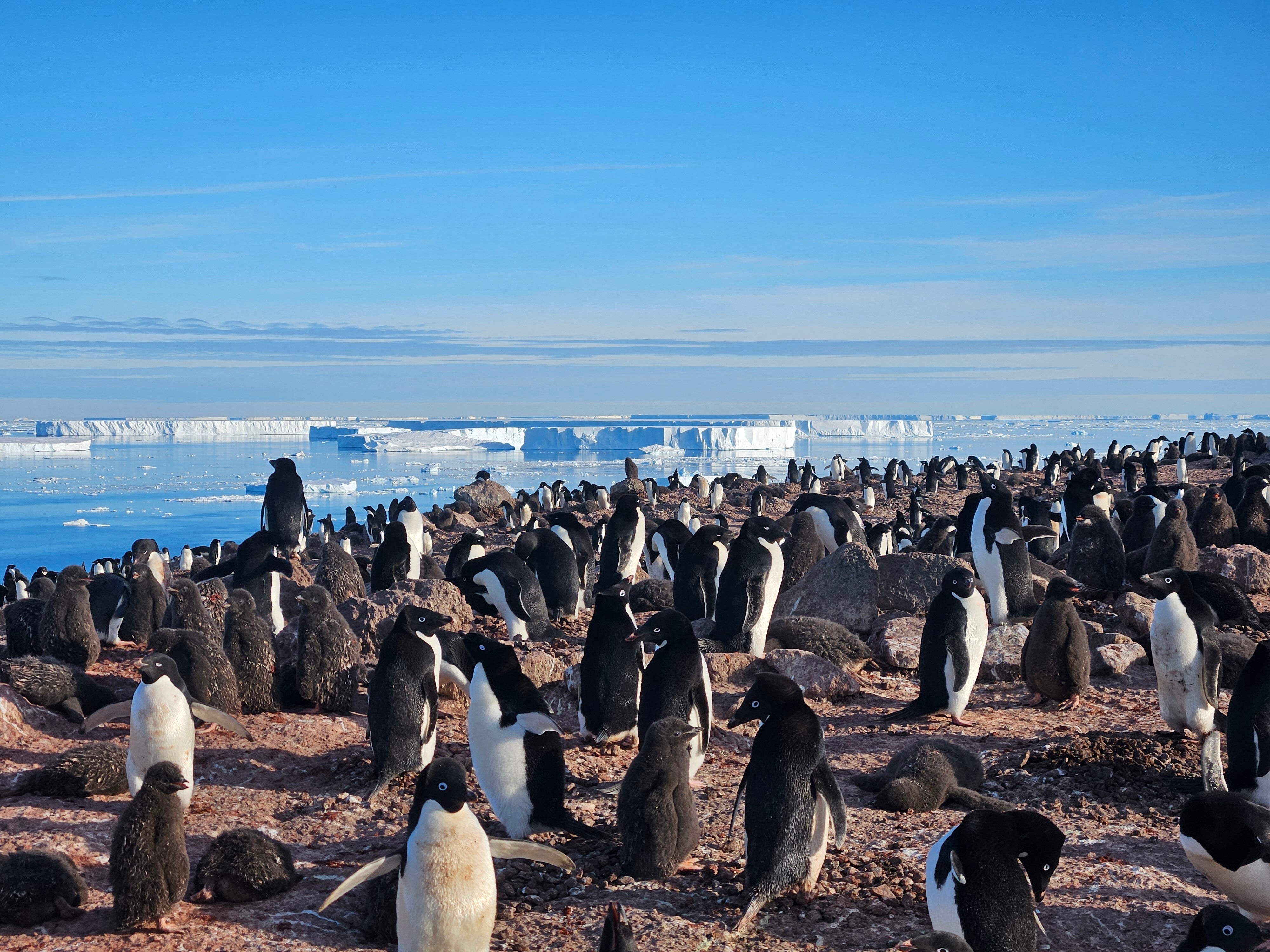 Colony of penguins on a rocky Antarctic shore with distant icebergs and blue sky