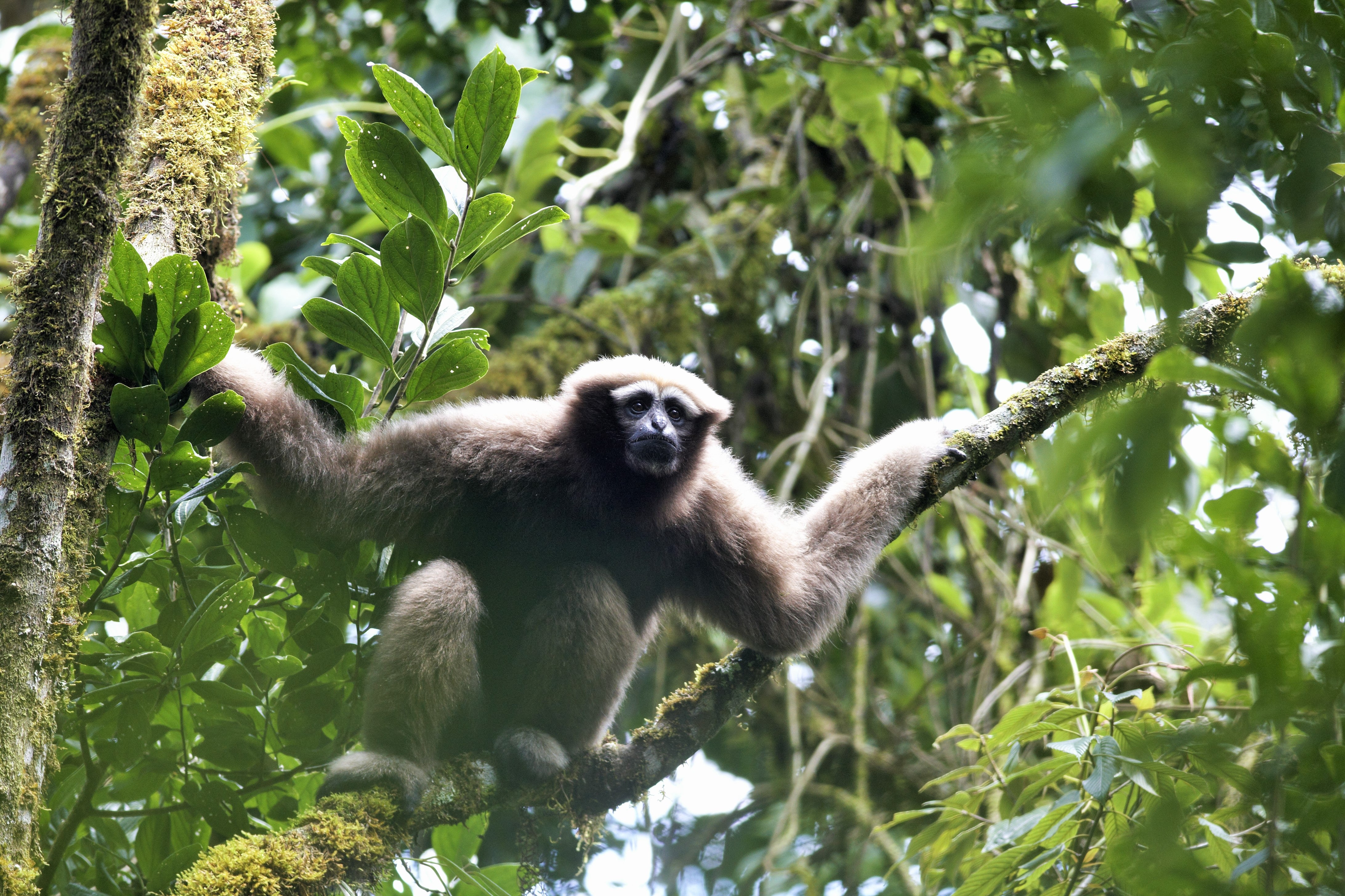 Adult female Skywalker gibbon looks into the forest while holding branches, arms outstretched.
