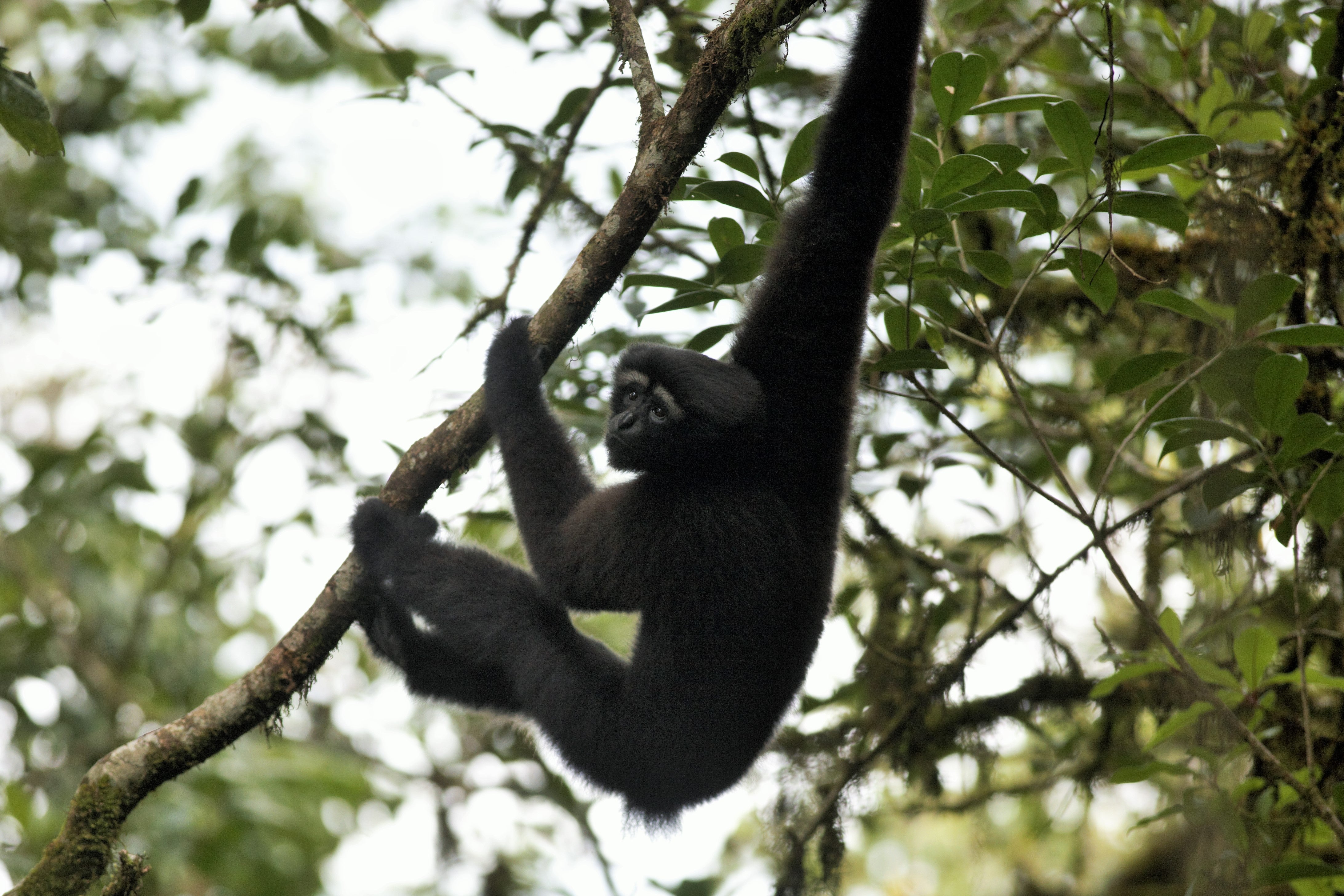Adult male Skywalker gibbons hangs from a tree