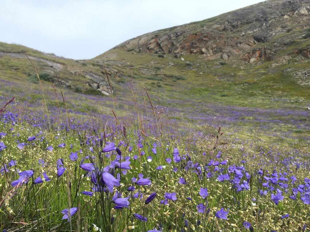 Arctic harebell, a rare wildflower species with purple, bell-shaped flowers, grows on sloping field in Greenland