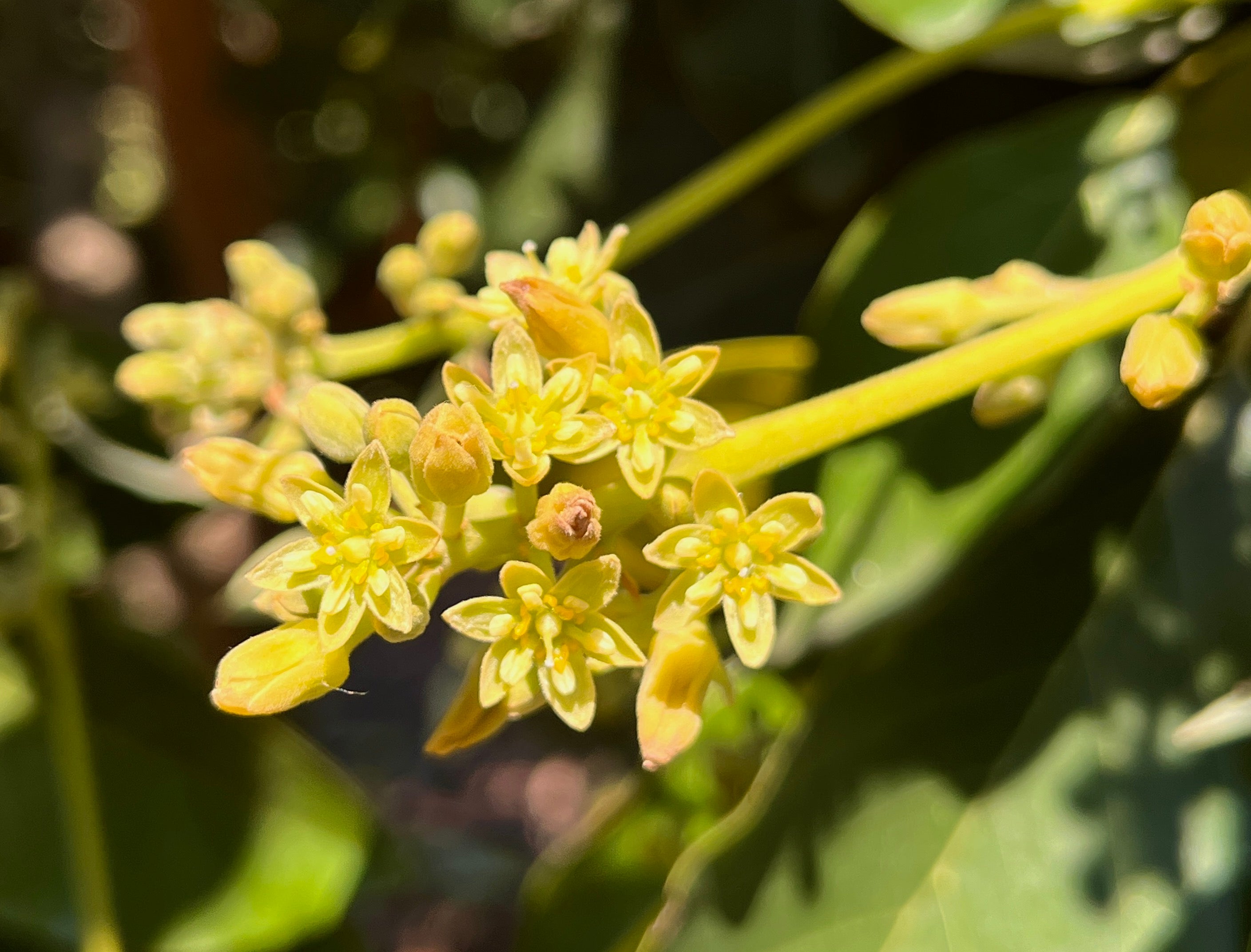 Cluster of small yellow star-shaped flowers with glossy green leaves, close-up