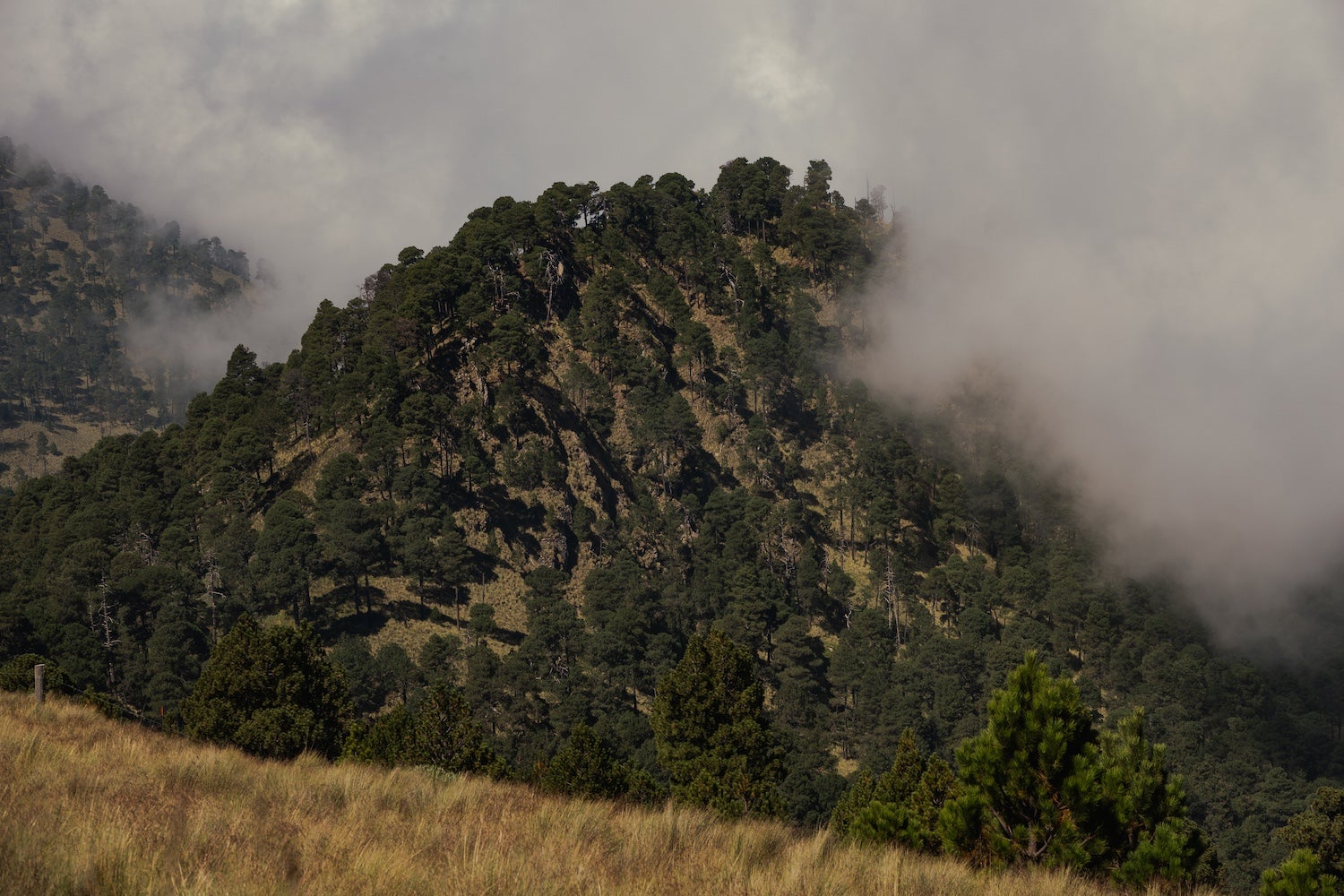 forested mountain in Iztaccíhuatl–Popocatépetl National Park