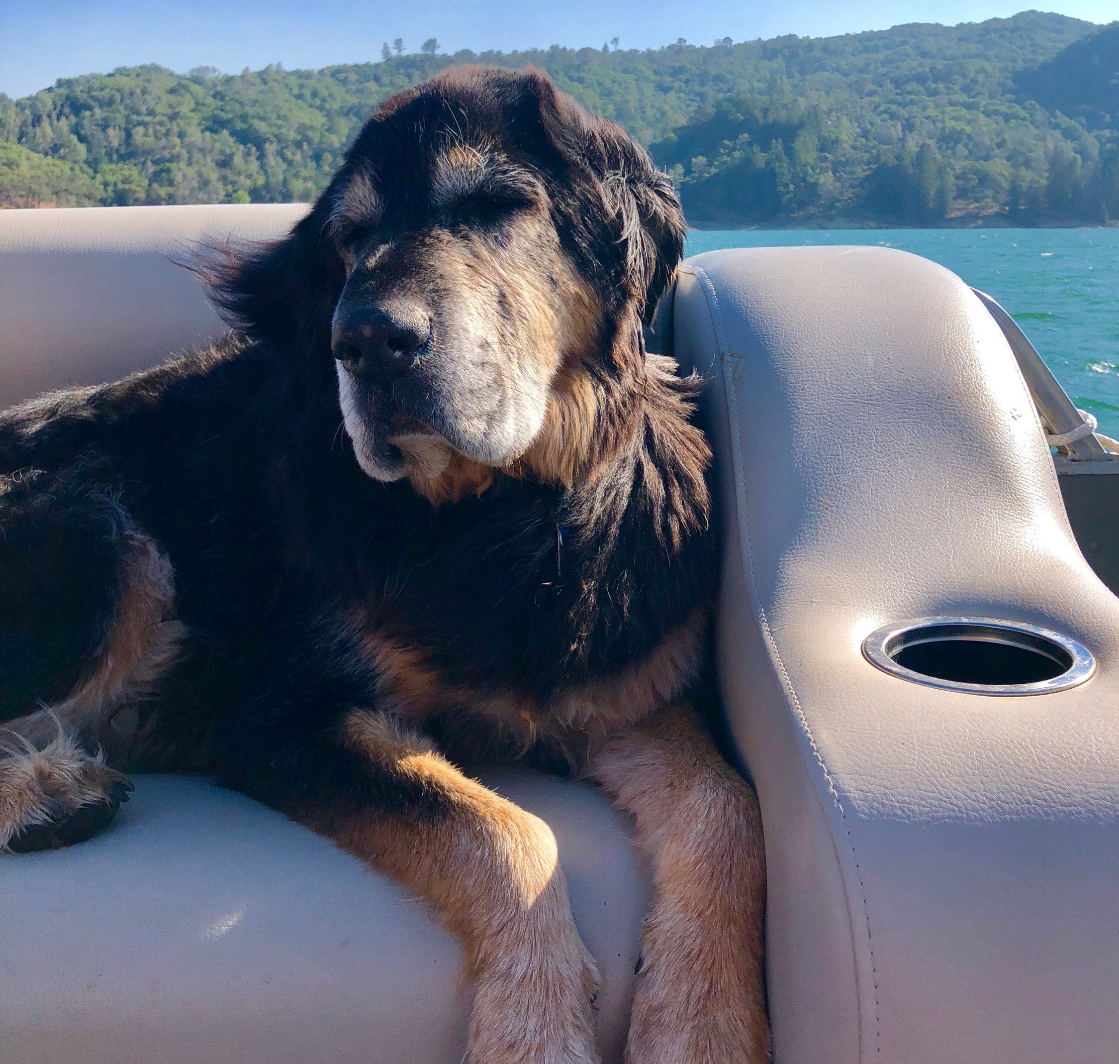 Big brown and black dog named Boone sits on a boat with Lake Sonoma in the background. He went through a clinical trial at UC Davis School of Veterinary Medicine to treat his cancer.
