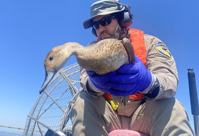 CDFW wildlife rescue responder holds duck during botulism outbreak at Tulare Lake