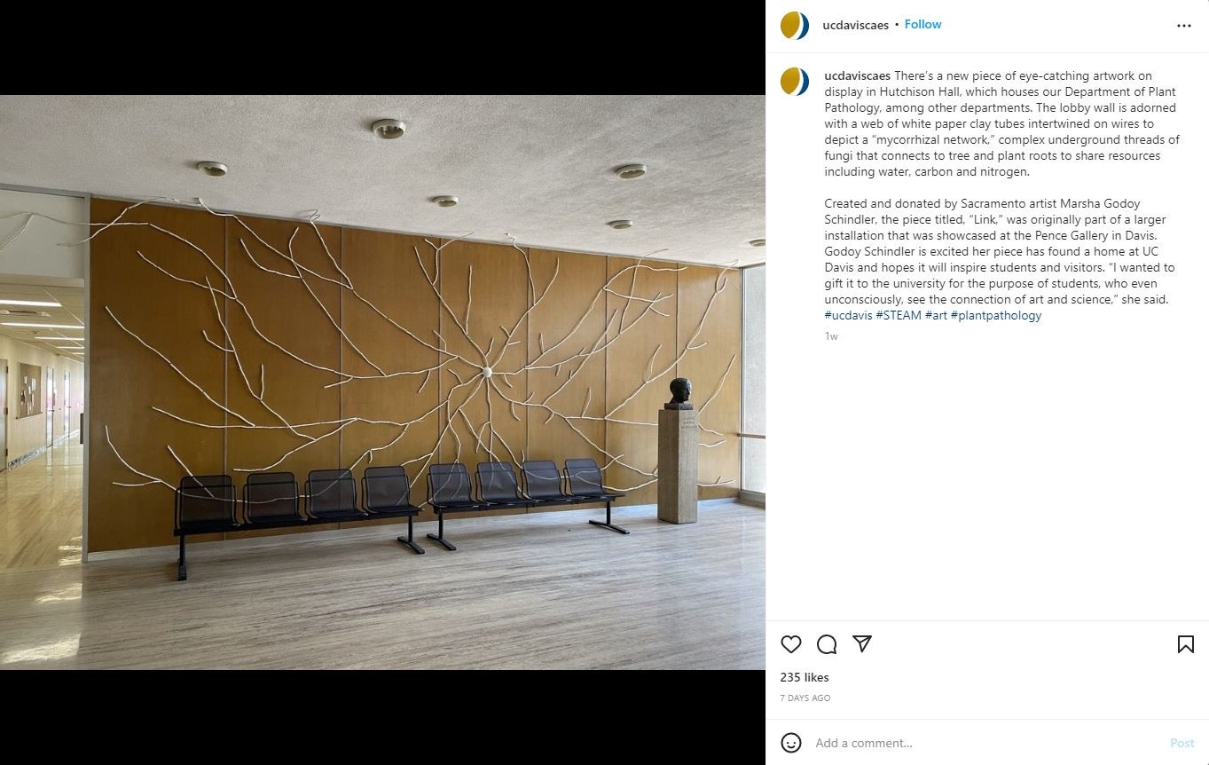 An Instagram post shows a new art installation in Hutchinson Hall. A web of white paper clay tubes on the wall depict a “mycorrhizal network.”