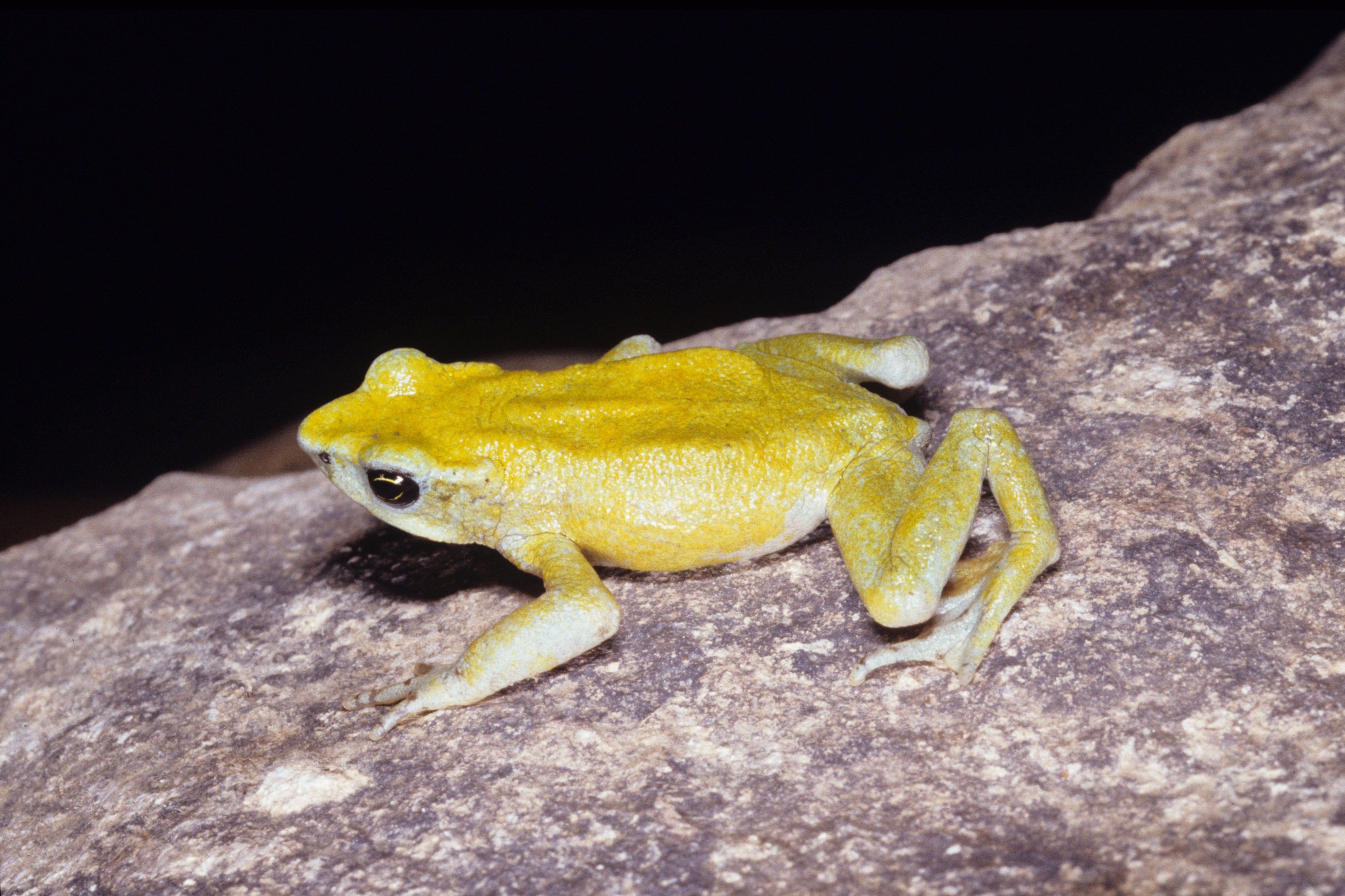yellow frog sits on beige surface with black background