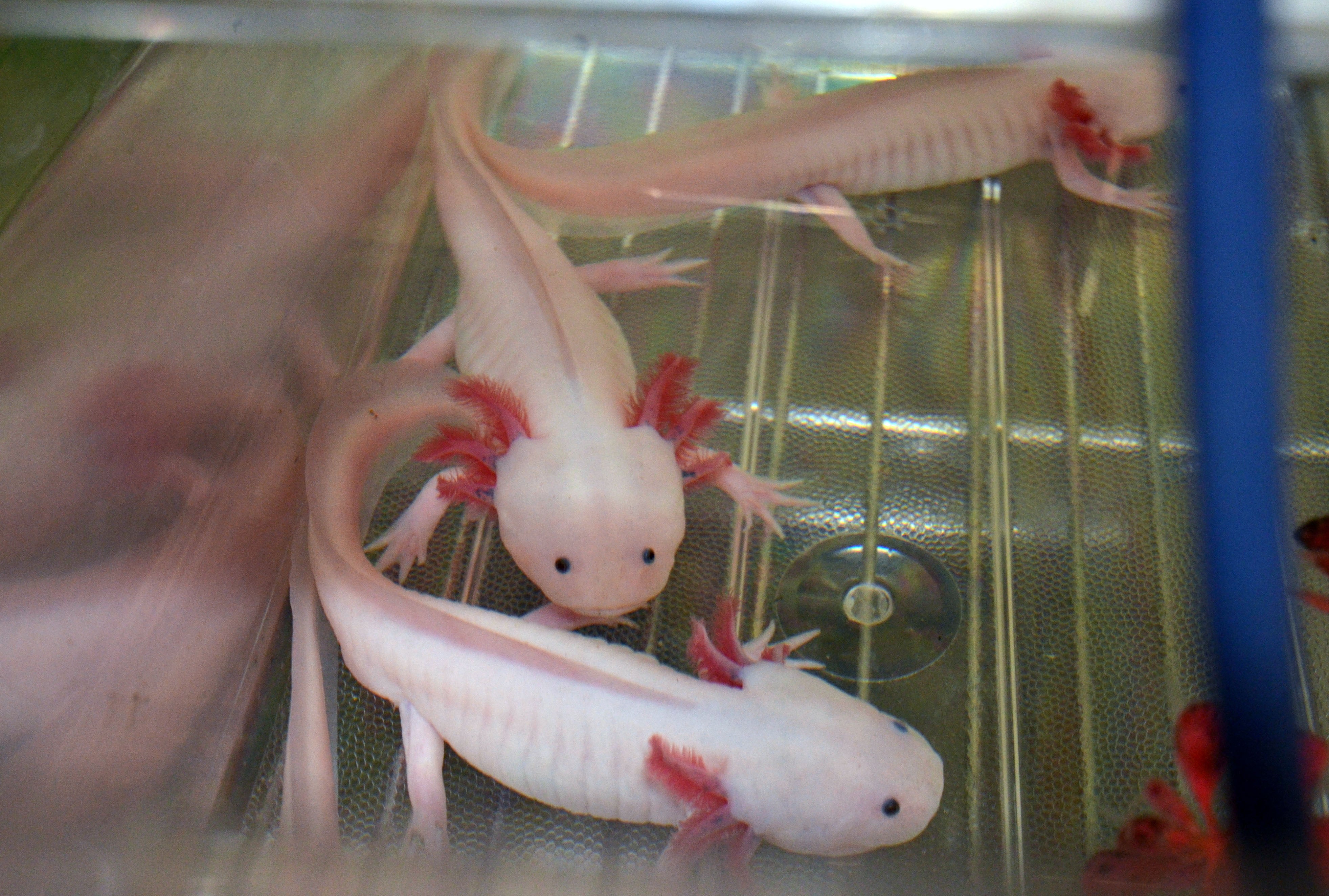 Three pink axolotls in an aquarium