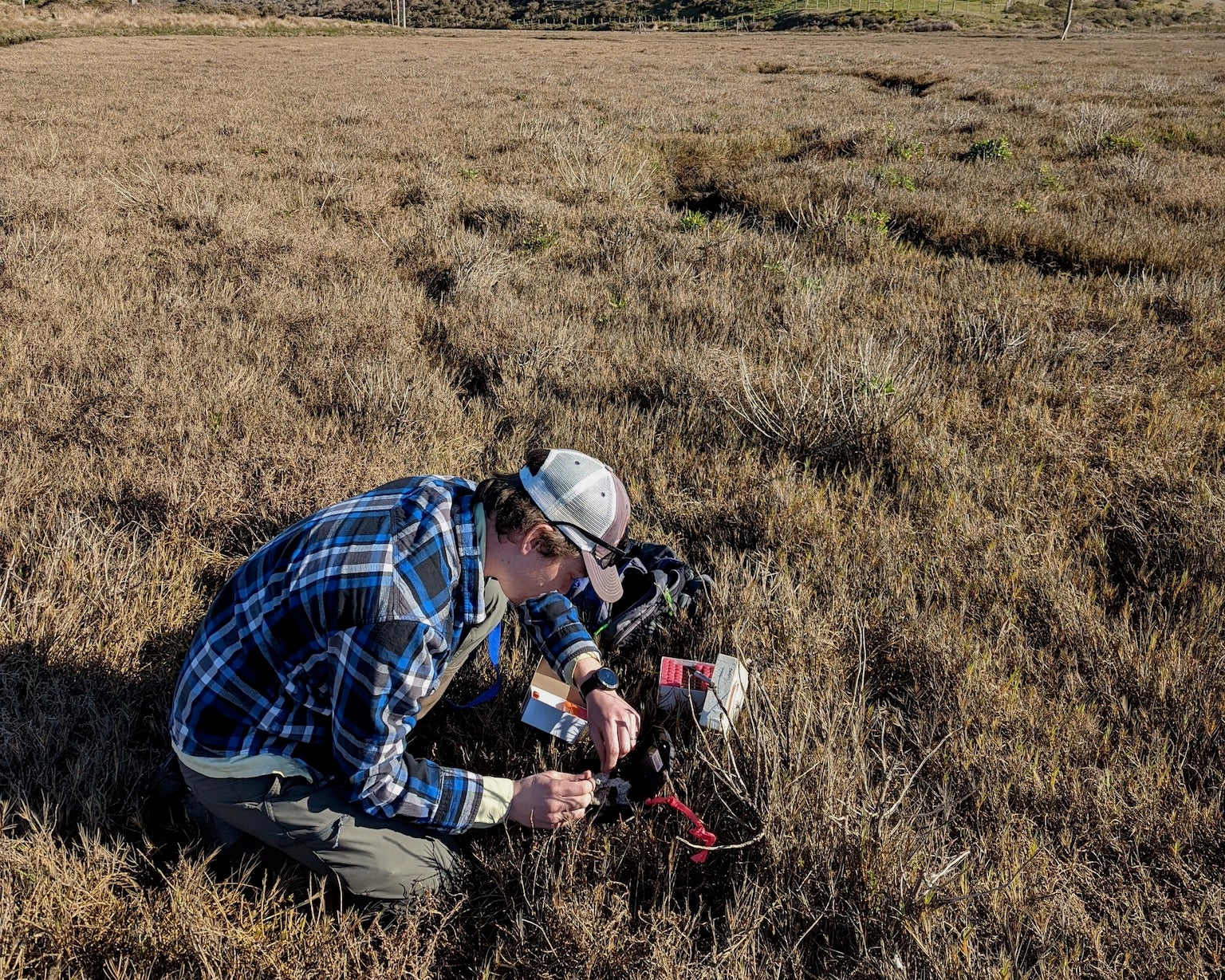 Researcher Cody Aylward crouches in dry marsh to check bait station equipment