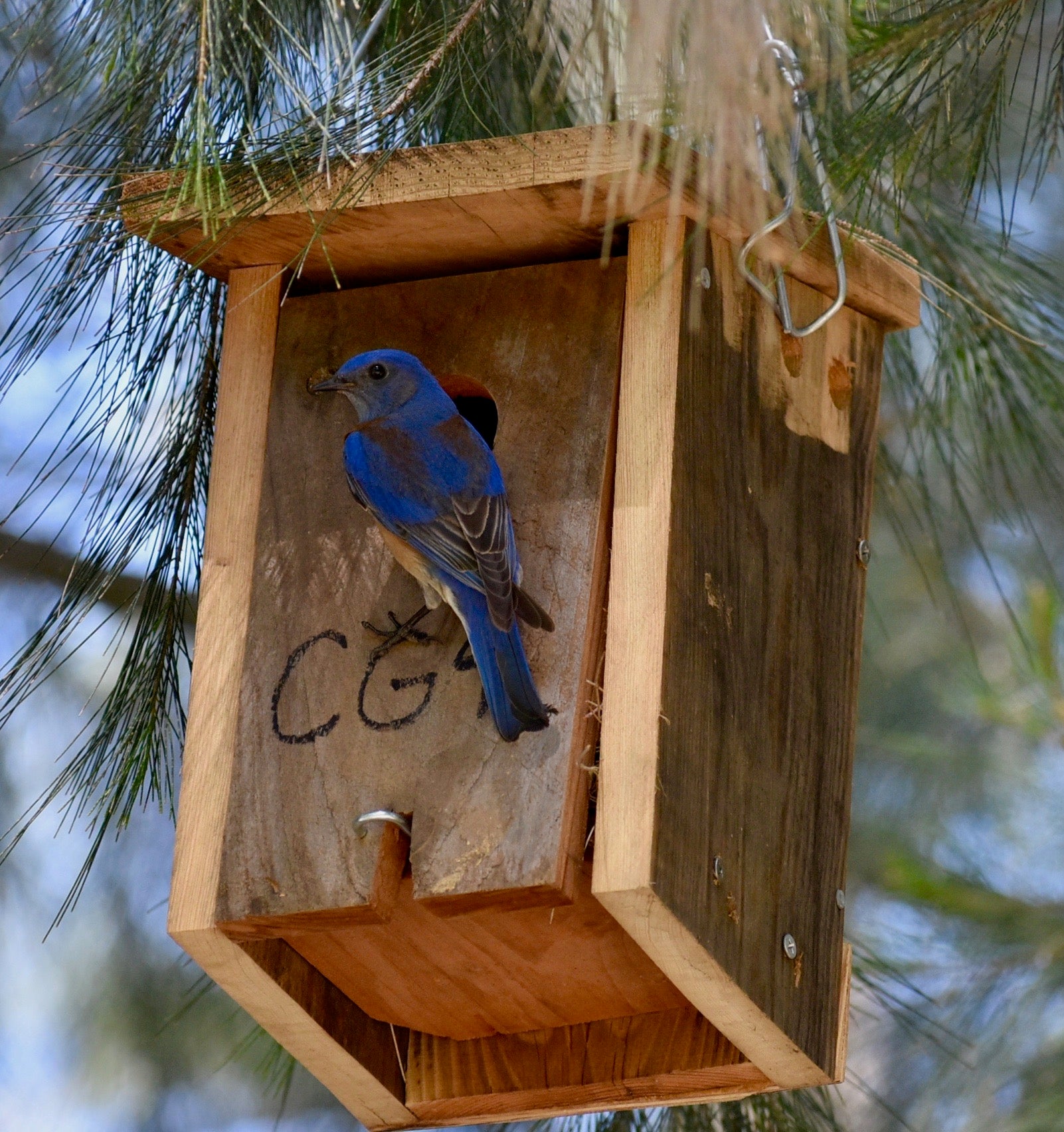 western bluebird sits in a wooden nestbox hanging in tree