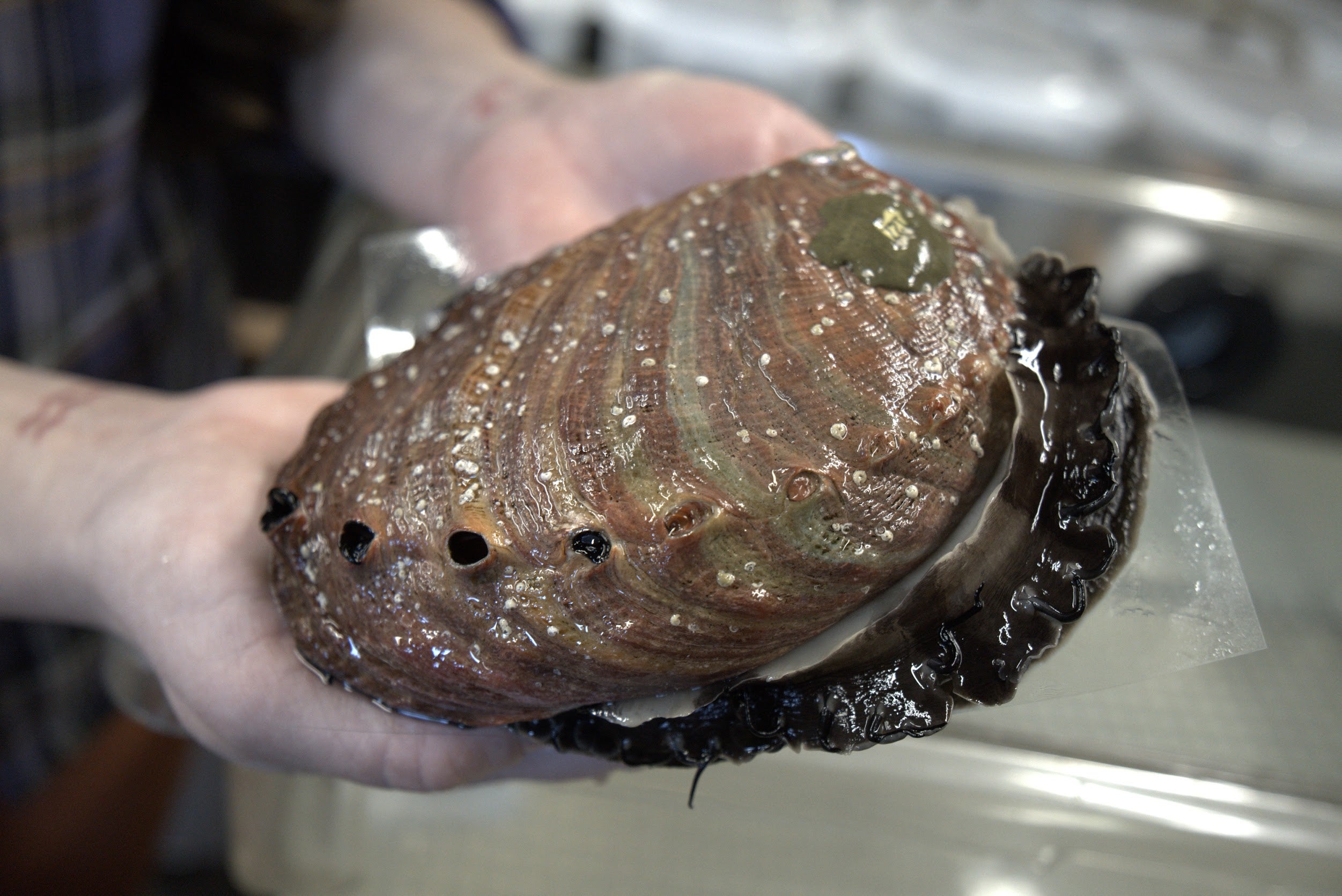 adult red abalone held in hands