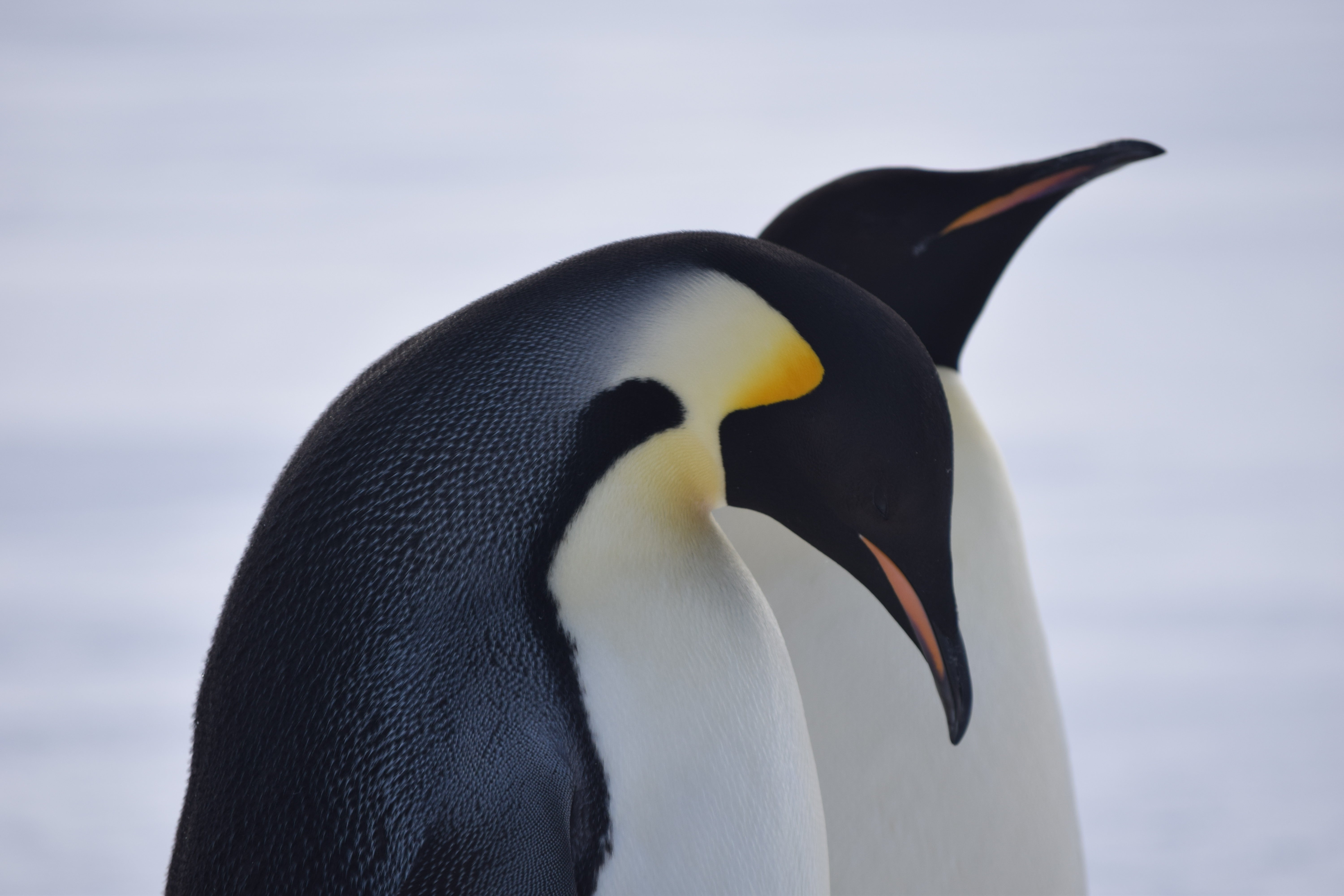 Adelie penguins in Antarctica