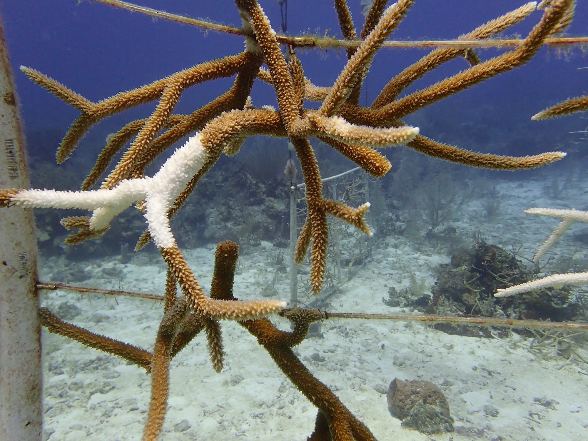 staghorn coral fragments in a Little Cayman reef