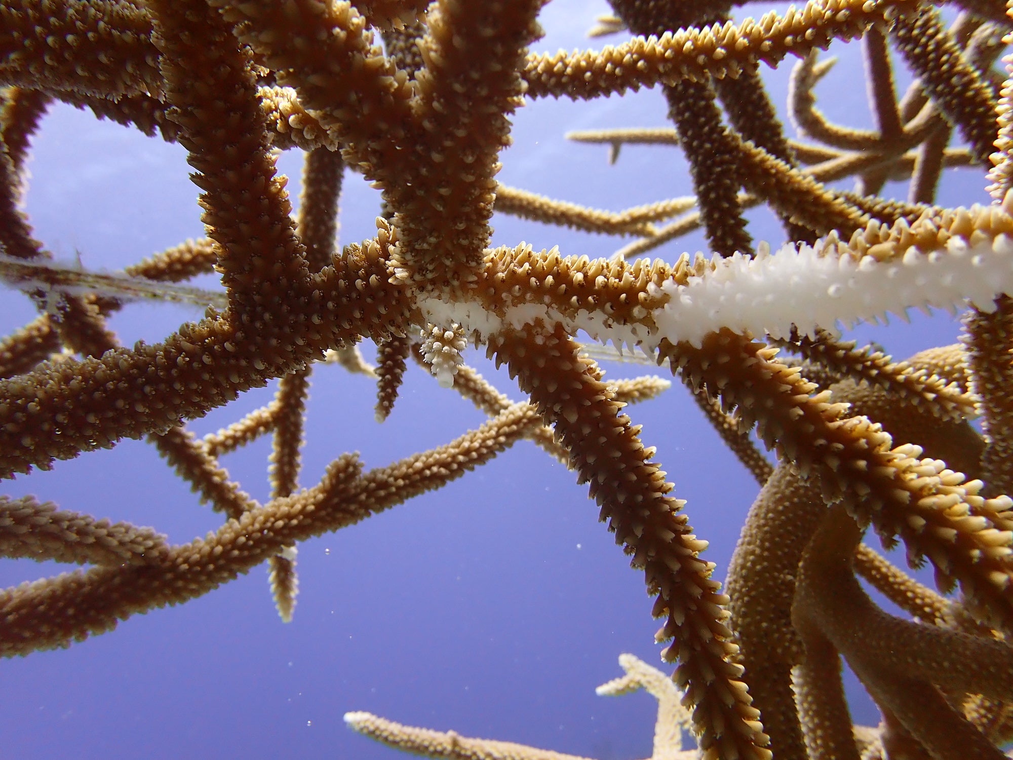 A close-up of brown coral with white patches on it in deep blue water.