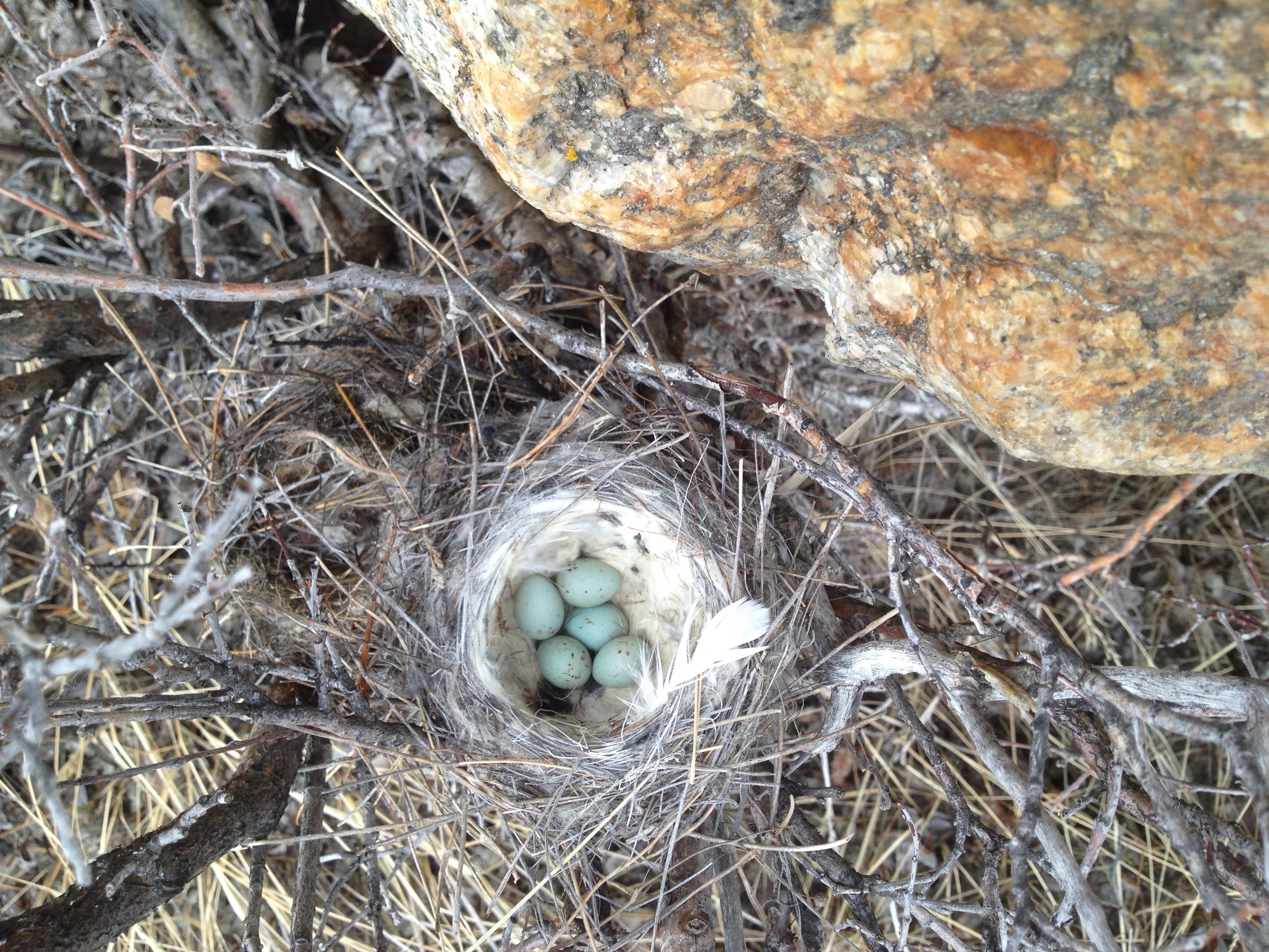 A nest of northern wheatear birds eggs rests on branches in Greenland