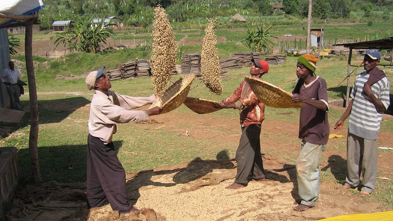 Three men in Ethiopia toss coffee into the air as a fourth looks on.