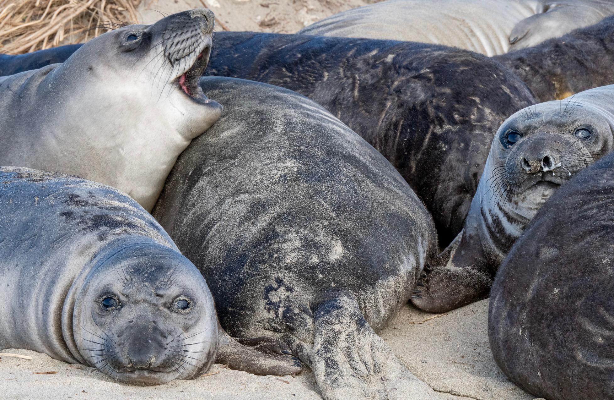 A group of seals resting on a sandy beach, some with their mouths open, in a relaxed pose.