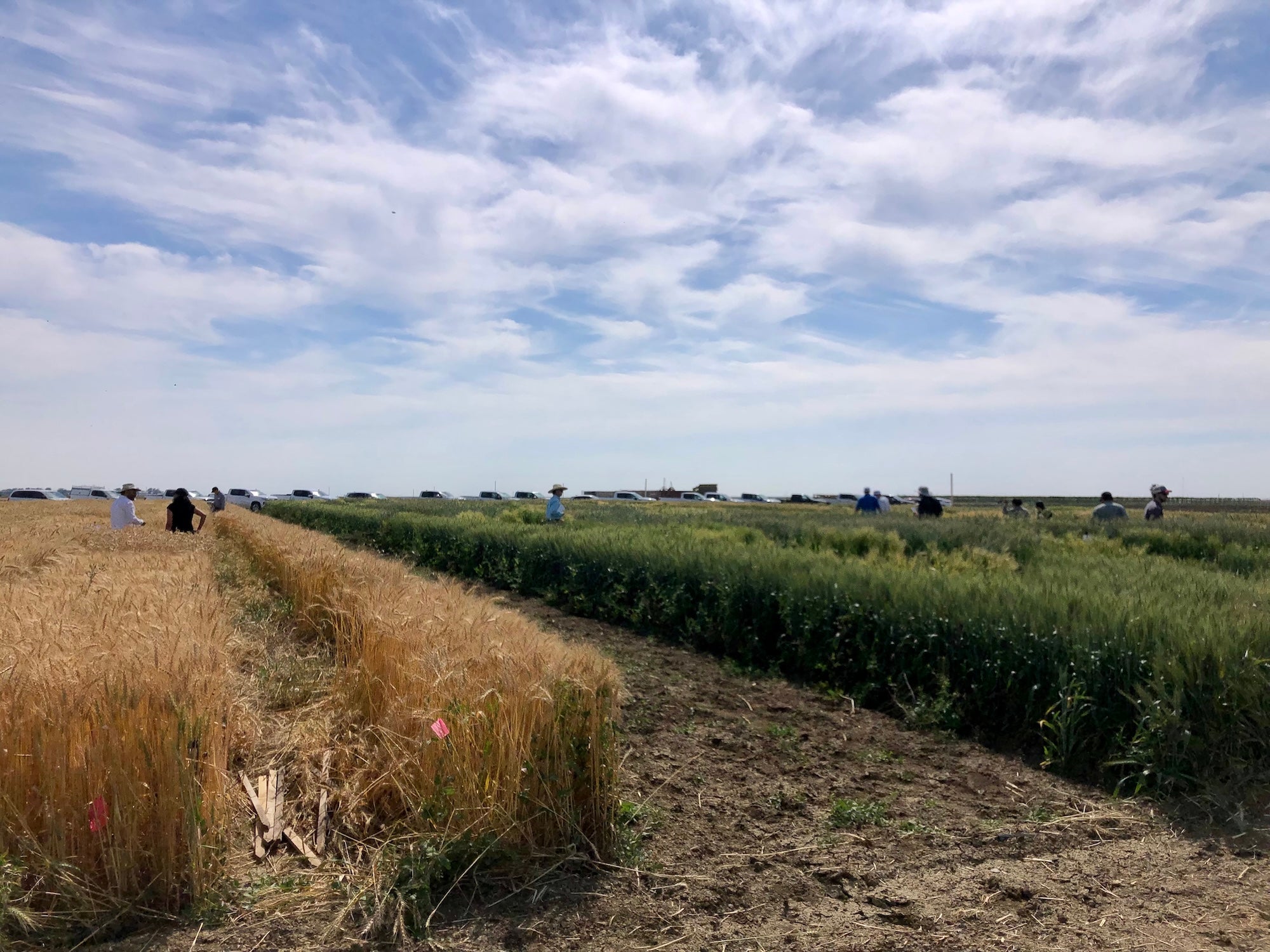 Wide rural field with golden wheat and green crops, people in distance under cloudy sky. During a field day, visitors came to test fields at the University of California Westside Research and Extension Center, in western Fresno County, to see grains growing with different levels of irrigation. (Mark Lundy/UC Davis)