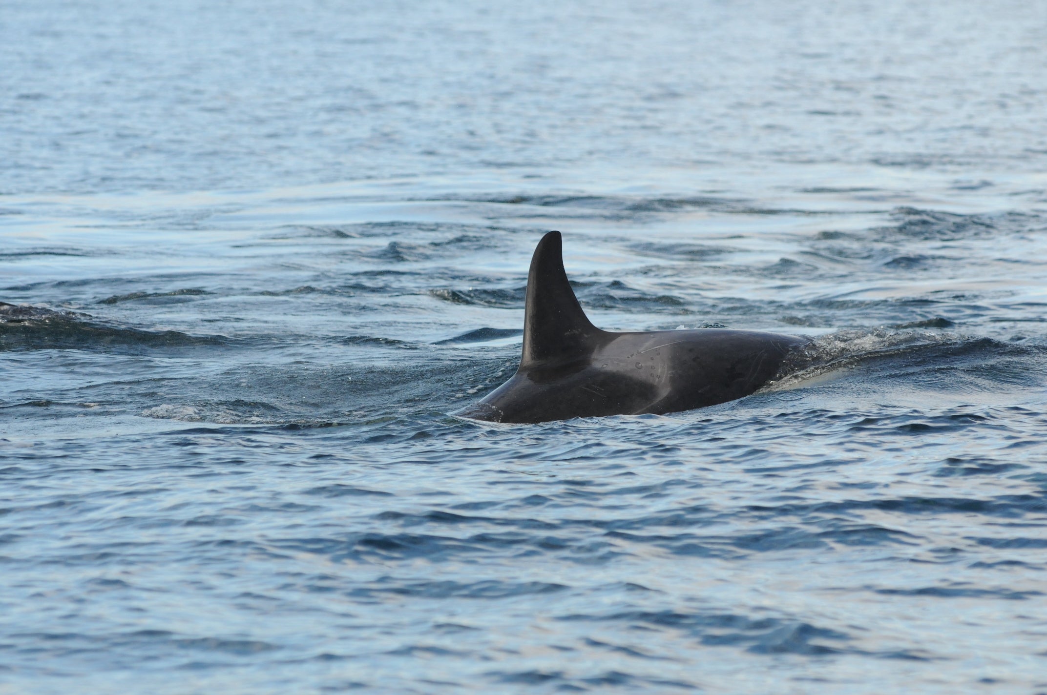 gray skin lesions on the back of swimming killer whale