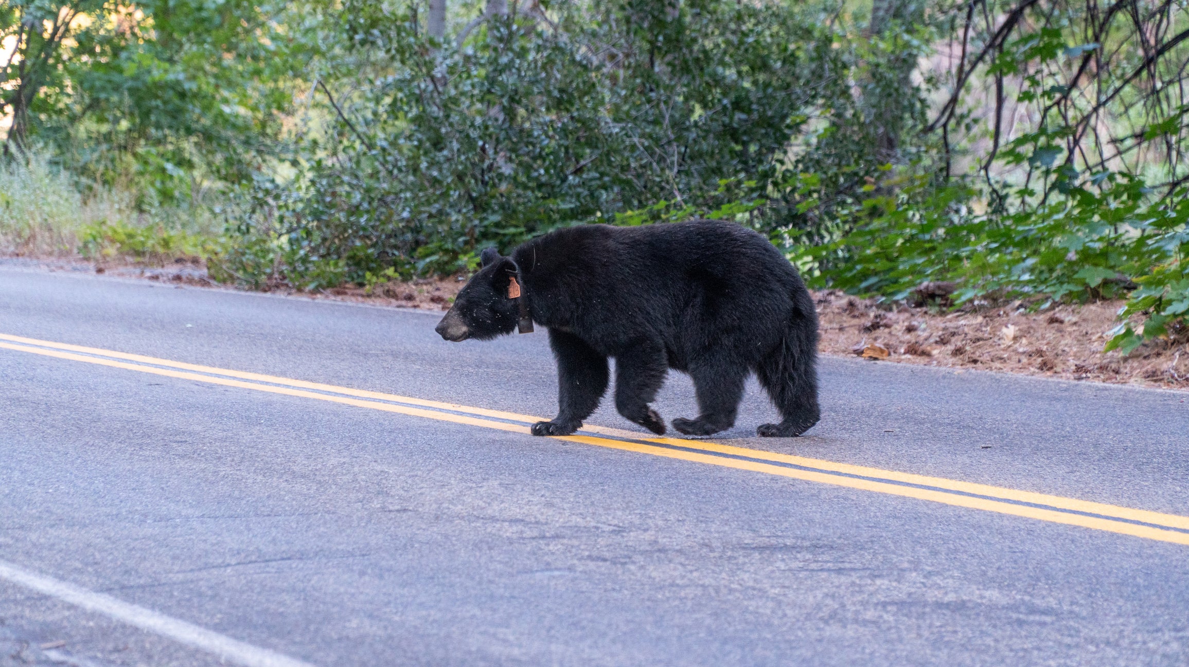 bear crossing road 