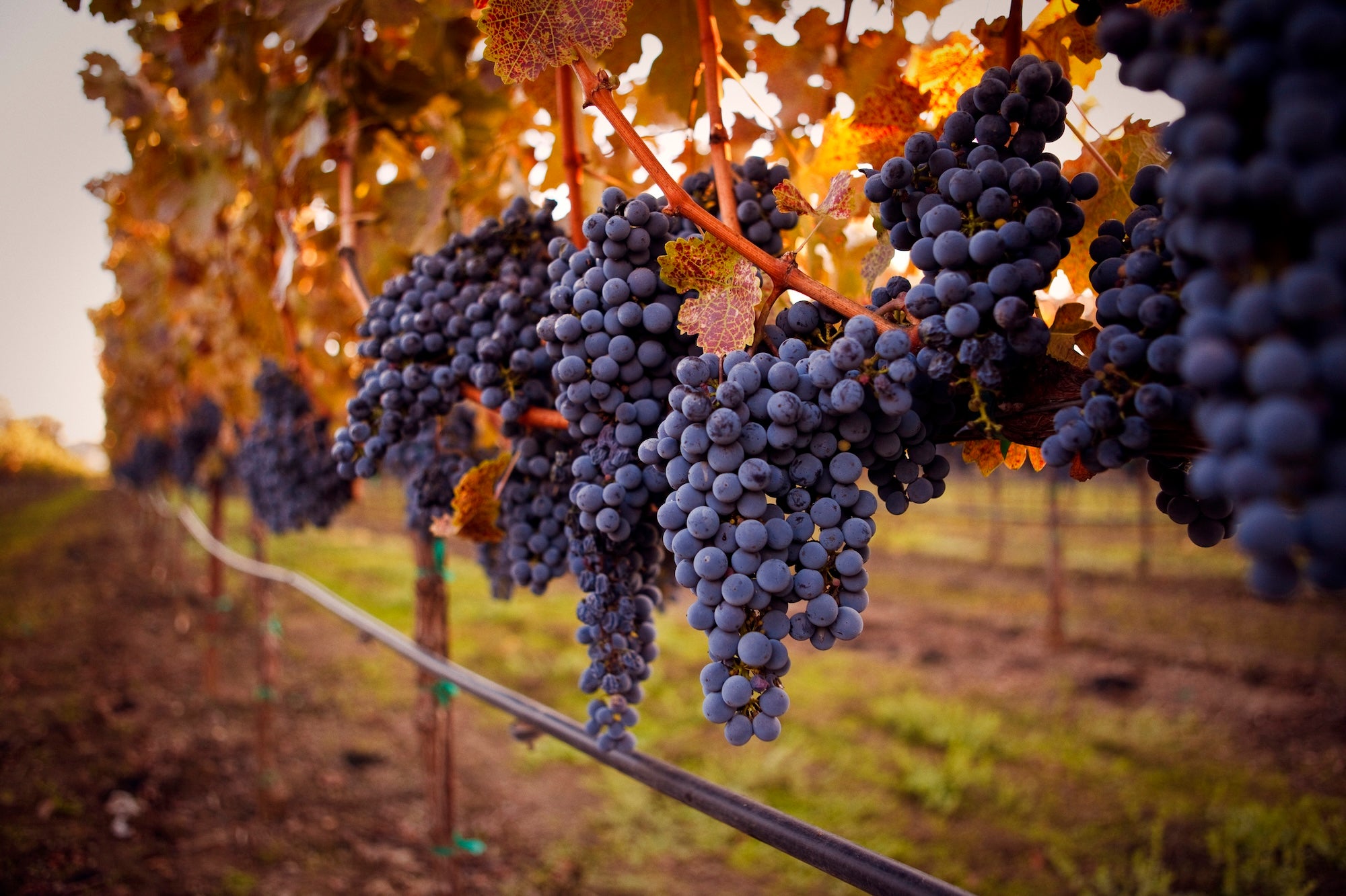Close up view of cabernet wine grapes on the vine. They are a deep purple, ripe and ready to harvest. (Getty)